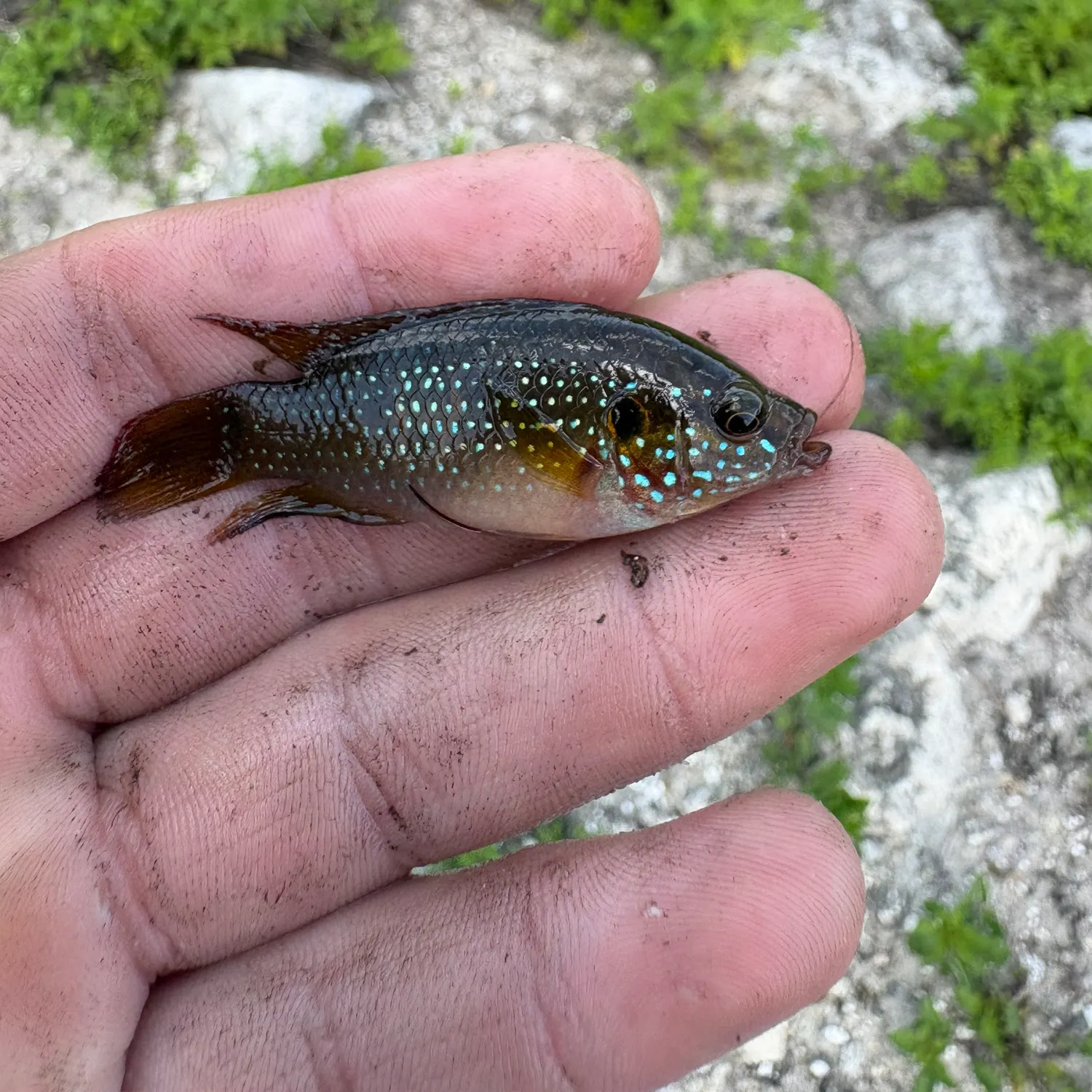 The most recent African Jewelfish catches on Fishbrain