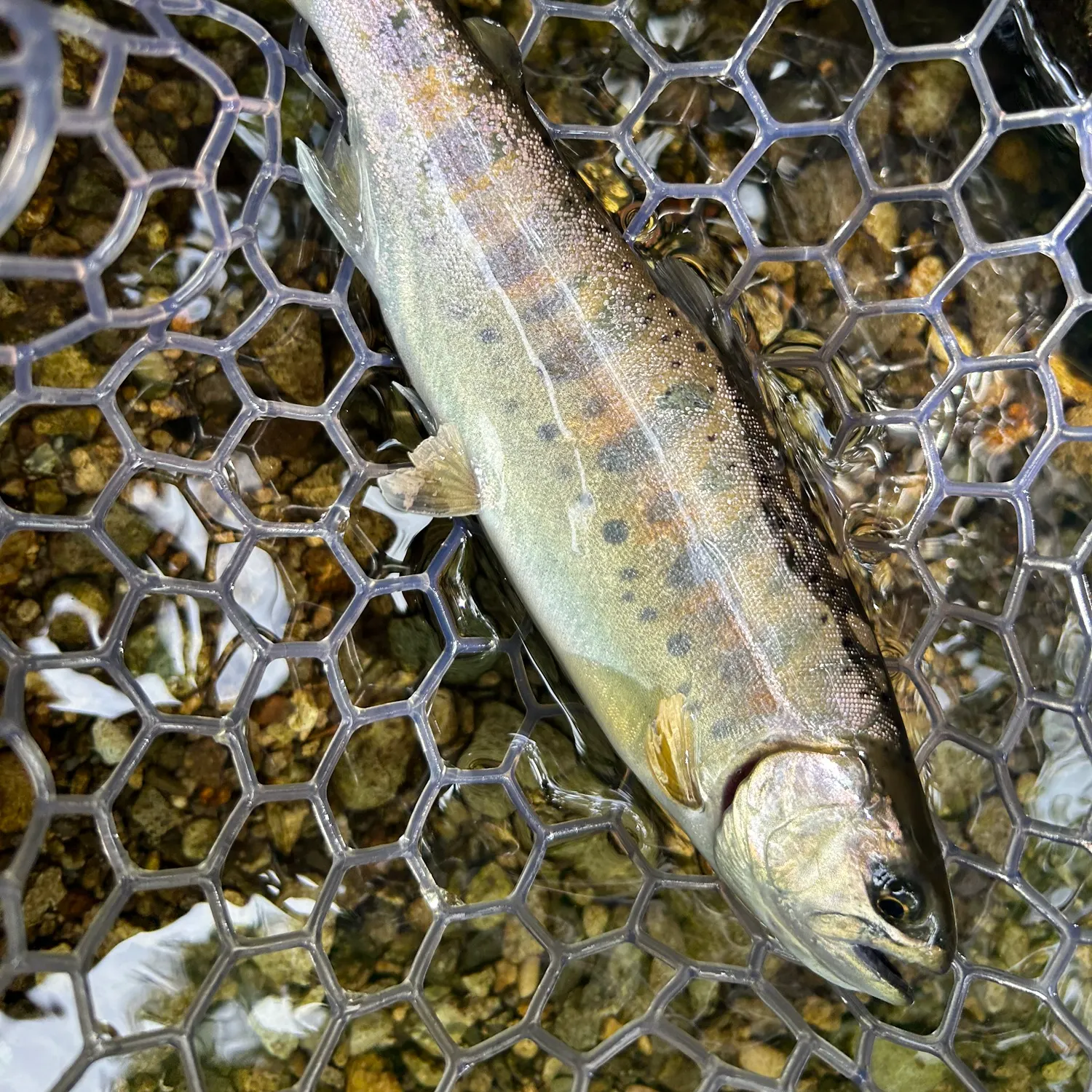 The most recent Cherry salmon catches on Fishbrain