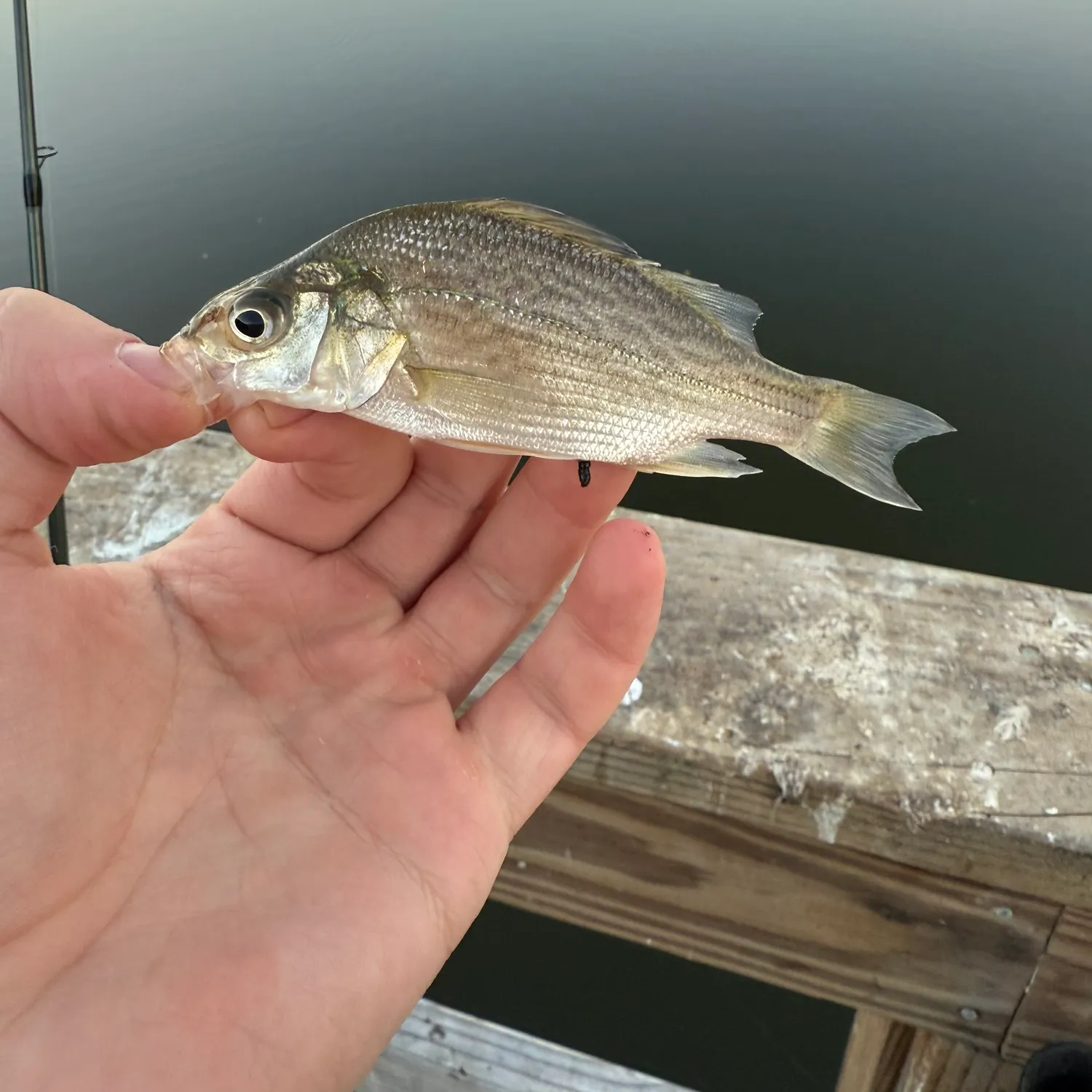 White perch caught on Fishbrain