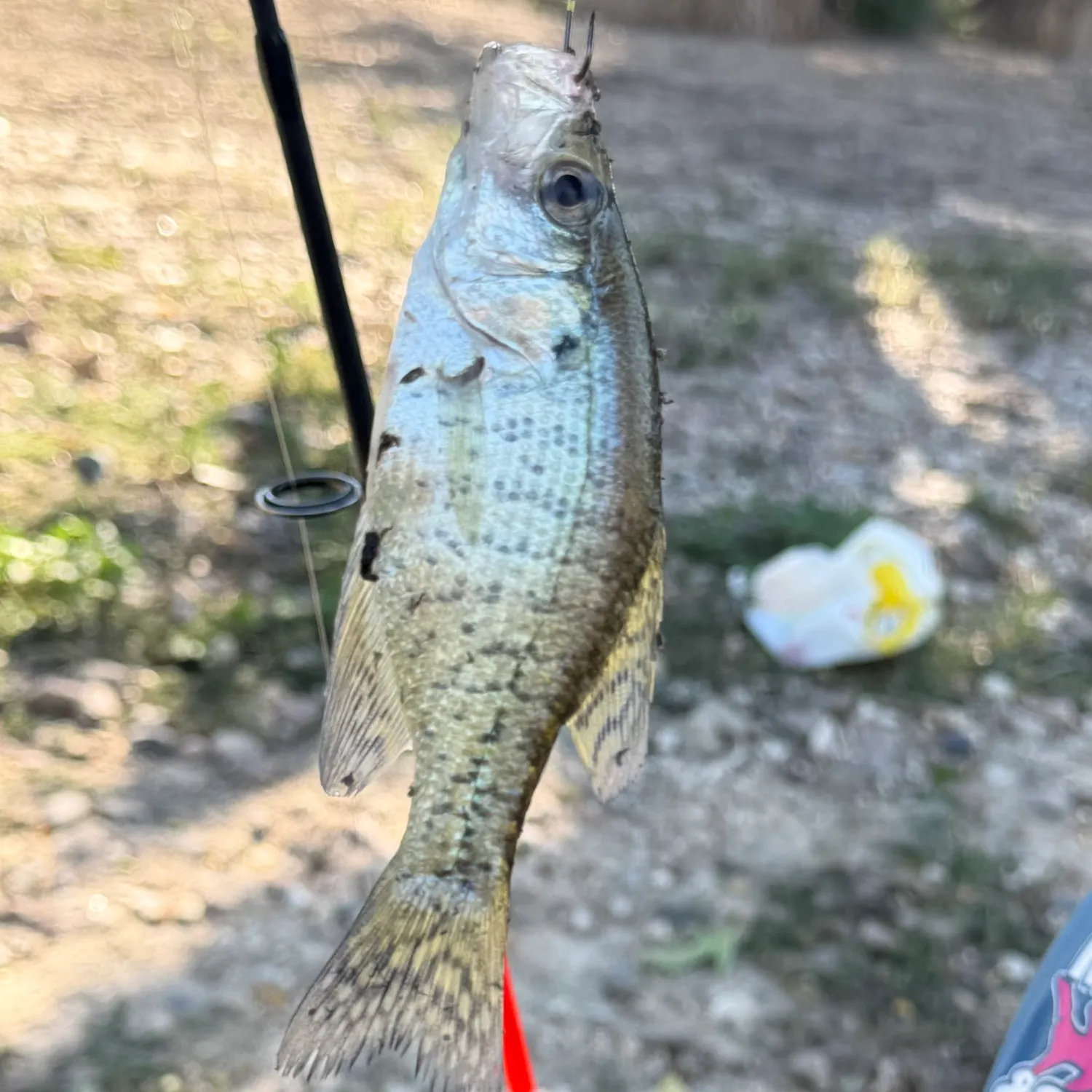 White crappie caught on Fishbrain