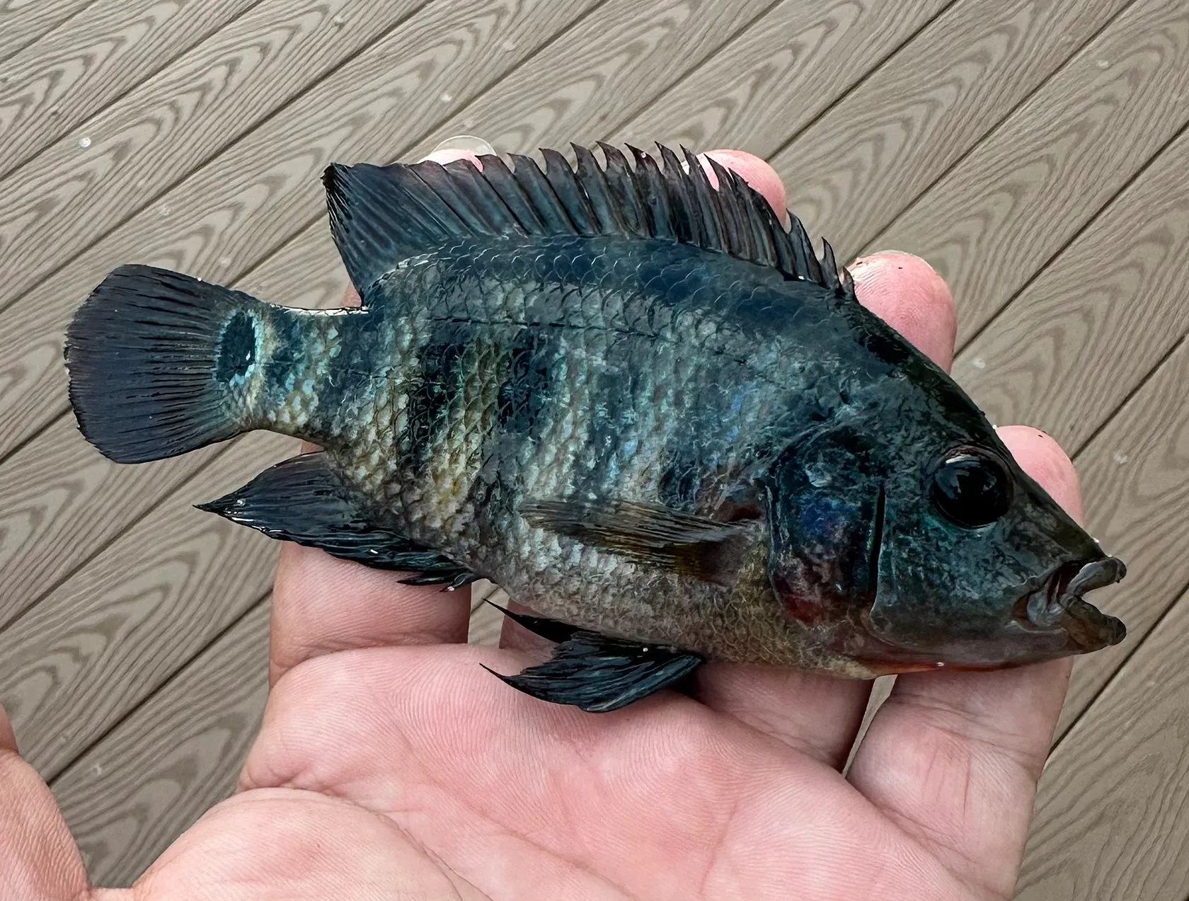 Mayan Cichlid