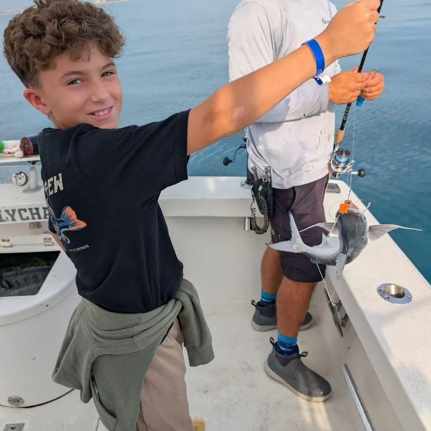 The most recent Coco sea catfish catches on Fishbrain