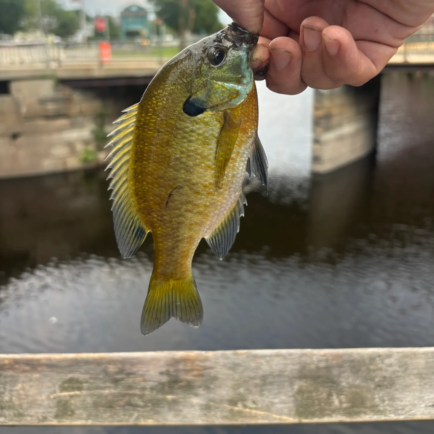 Bluegill caught on Fishbrain