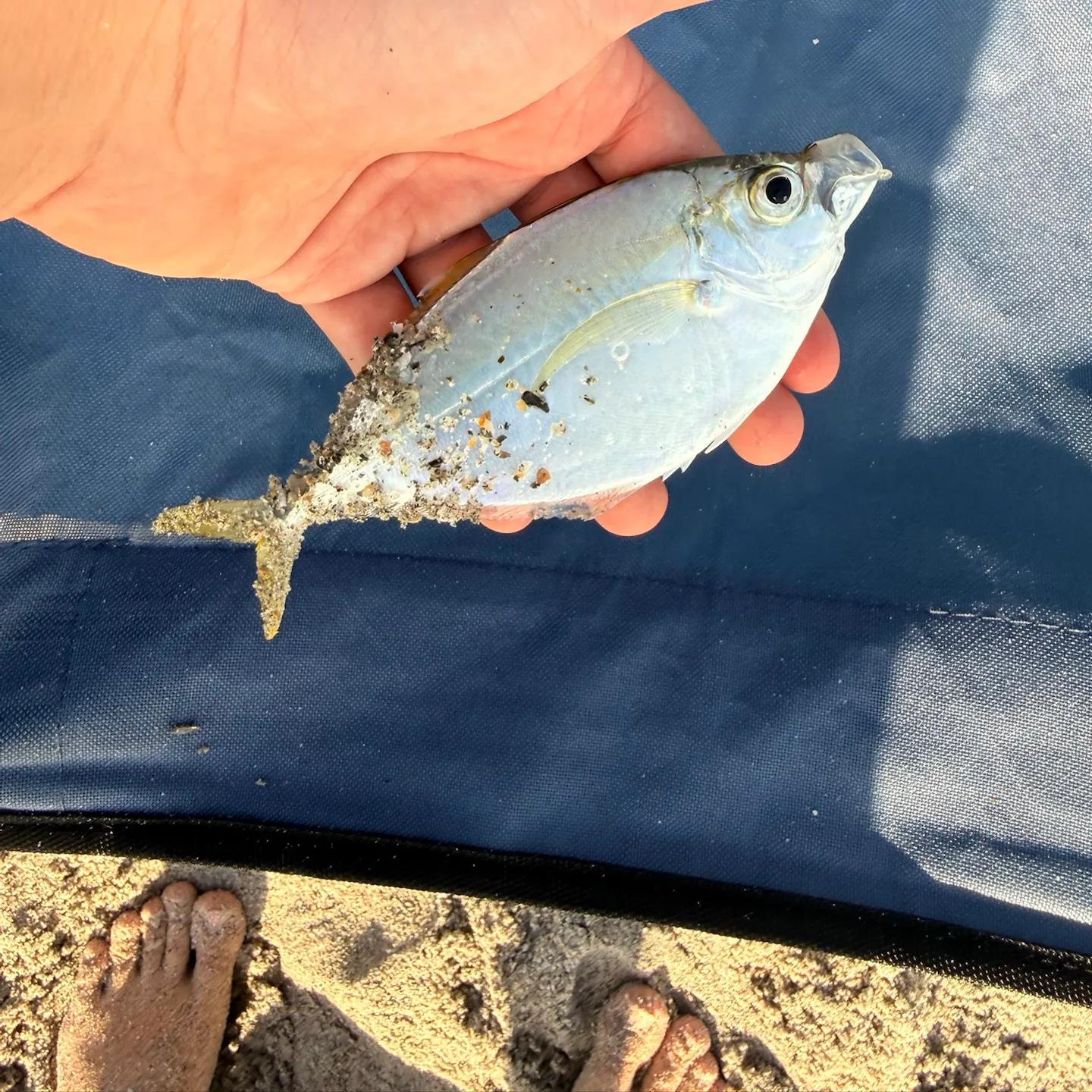 The most recent Leatherjack catches on Fishbrain