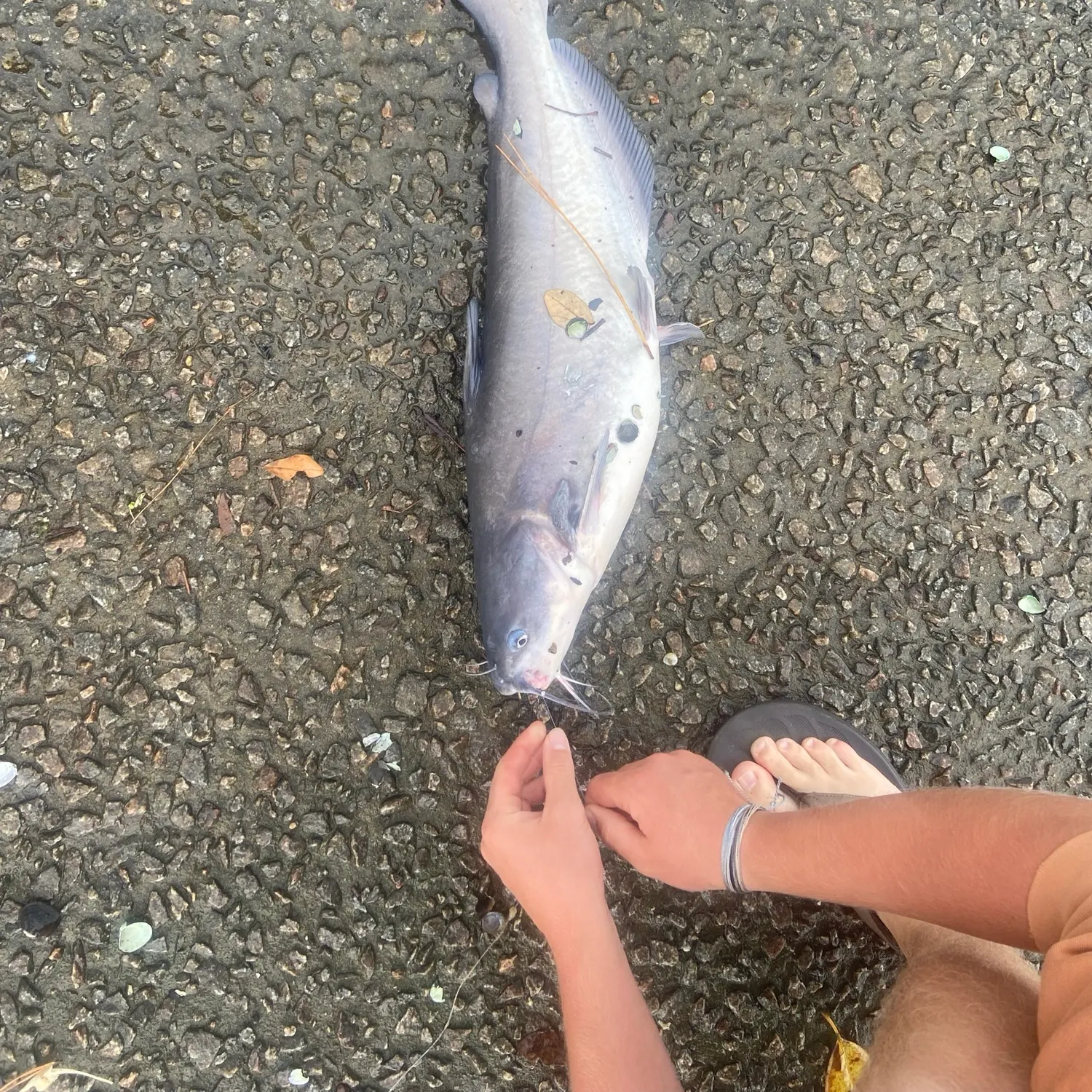 catch