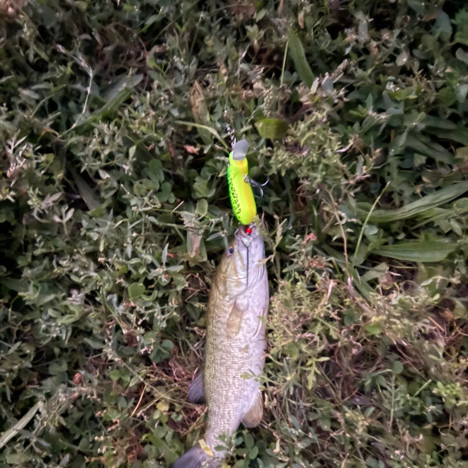 Smallmouth bass caught on Fishbrain