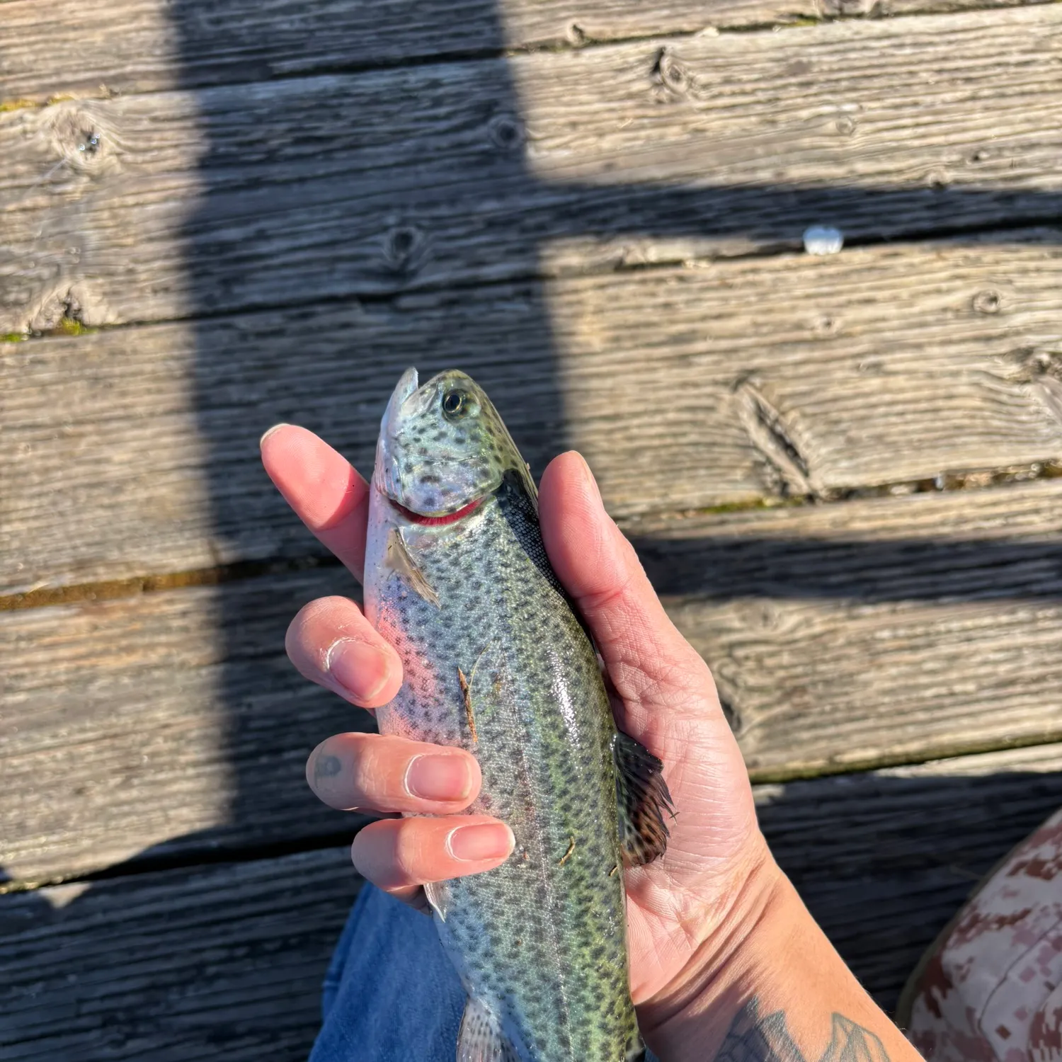 recently logged catches