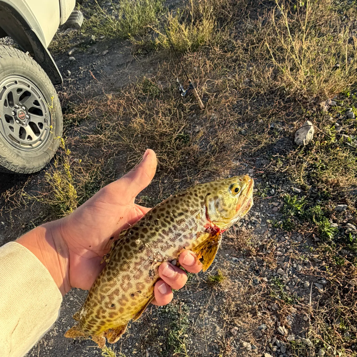 Tiger trout caught on Fishbrain