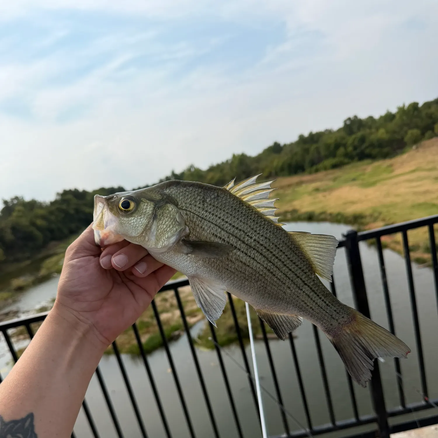 White bass caught on Fishbrain