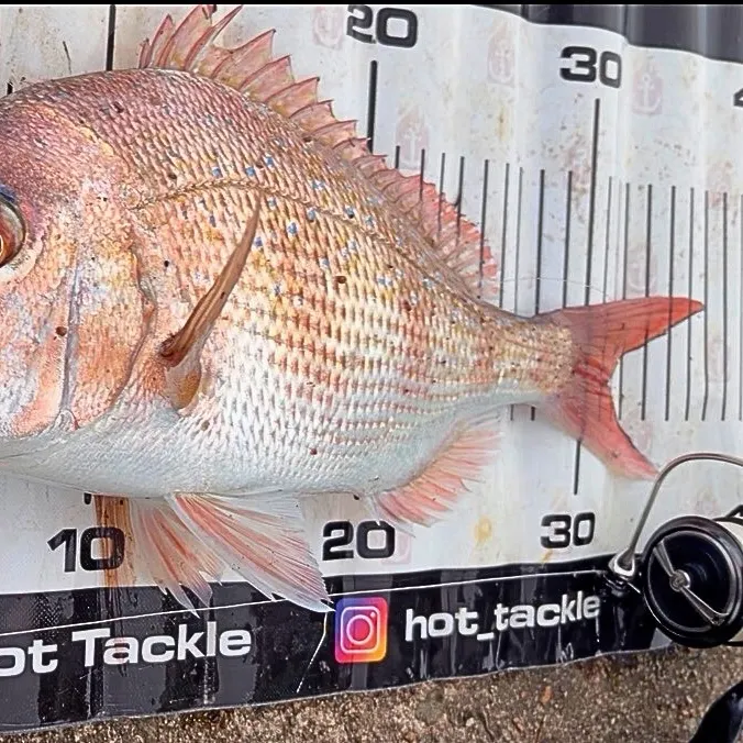 The most recent Australasian snapper catches on Fishbrain