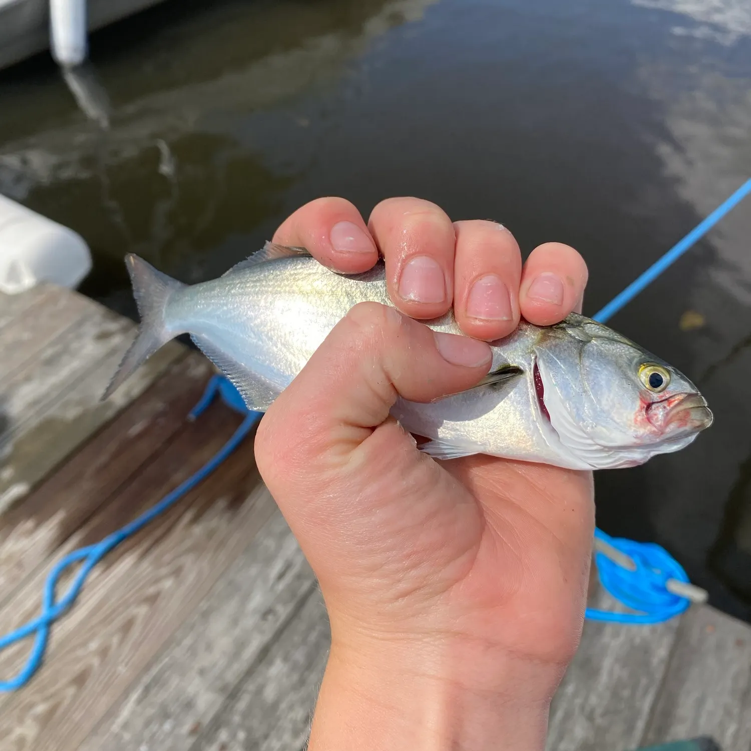 Bluefish caught on Fishbrain