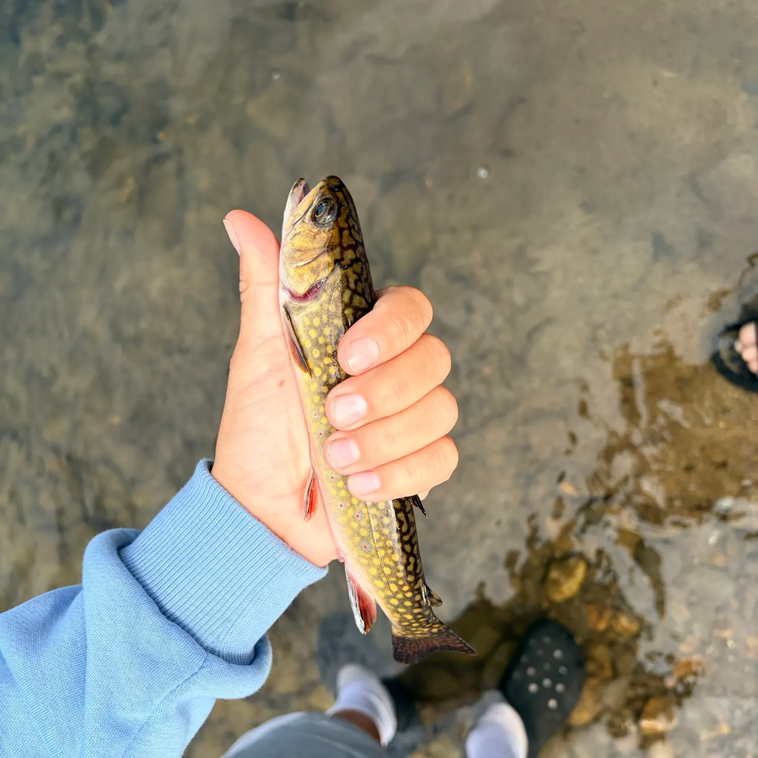Brook trout caught on Fishbrain