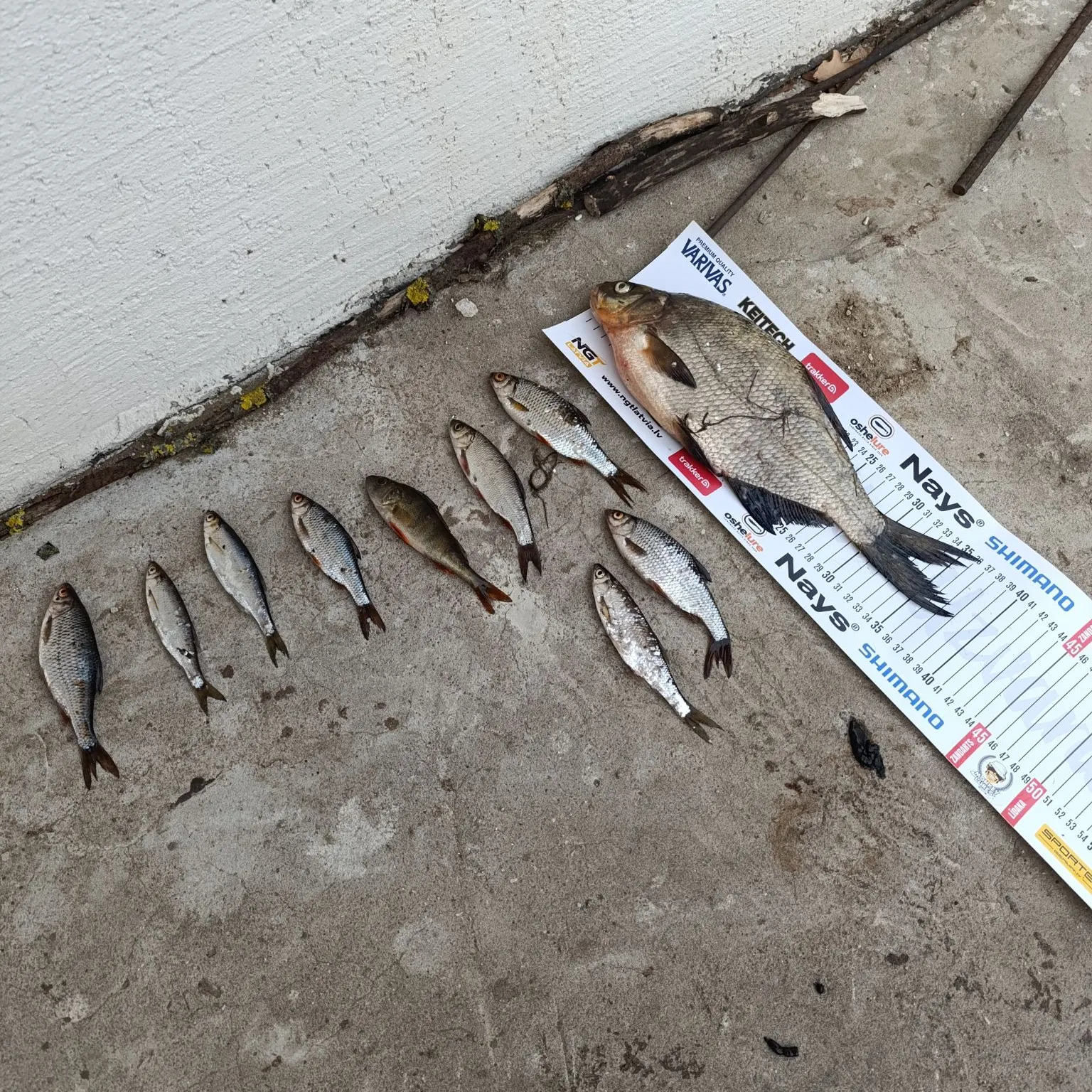 recently logged catches
