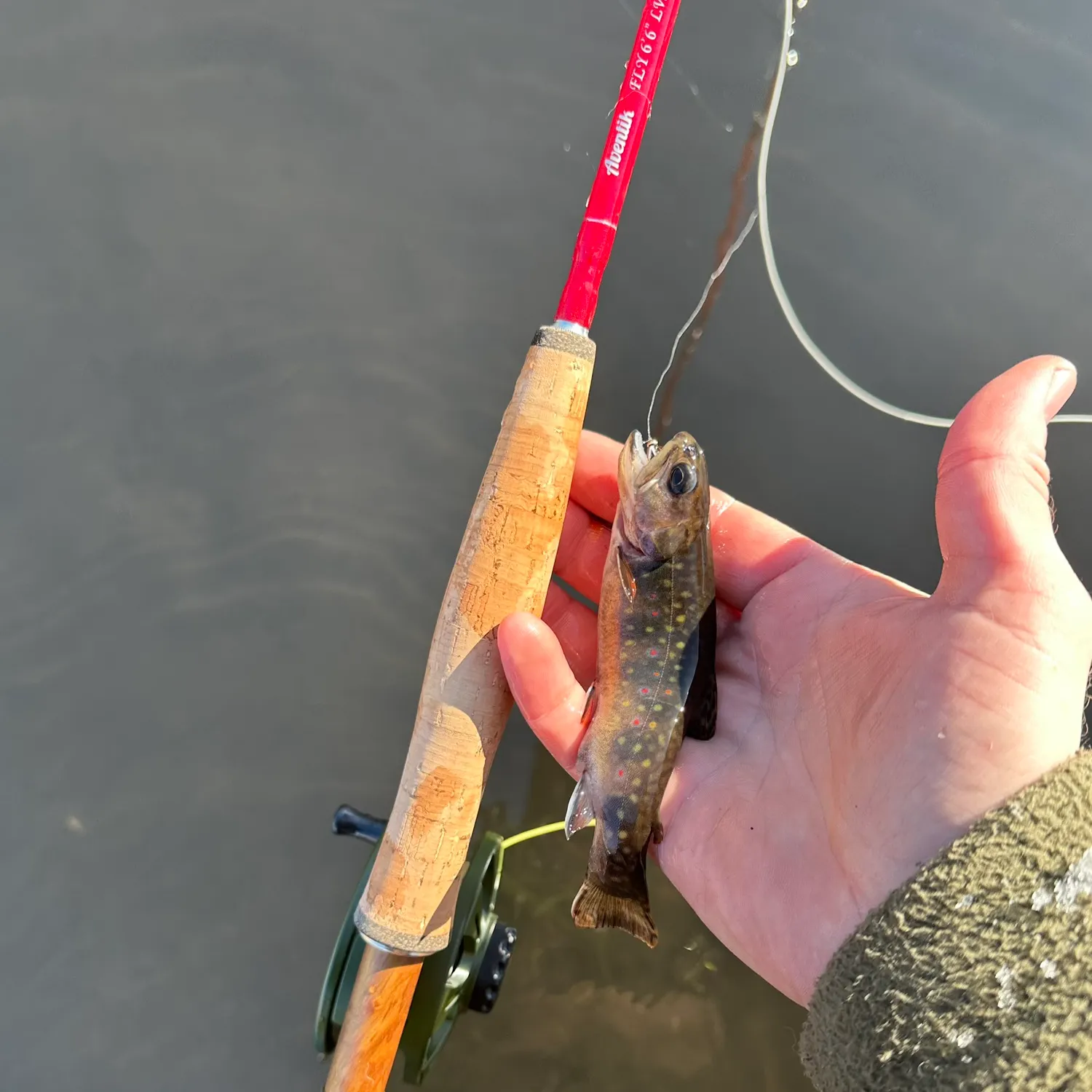 The most recent Brook trout catches on Fishbrain