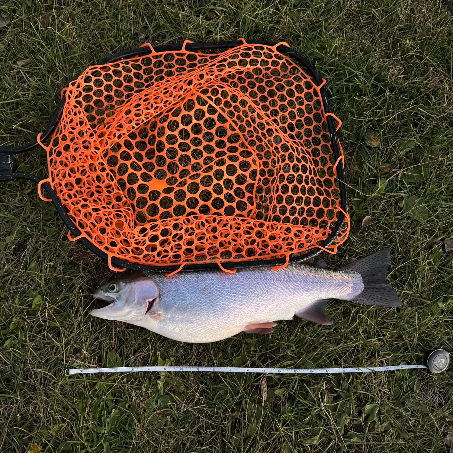 Rainbow trout caught on Fishbrain