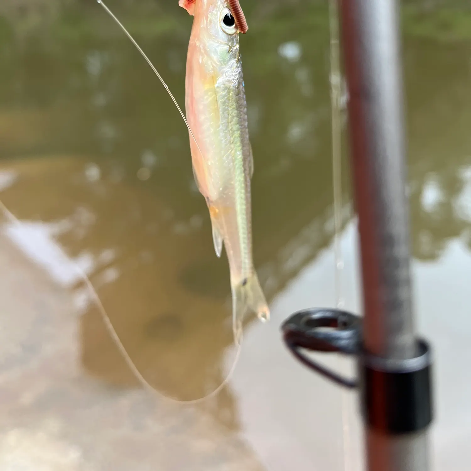 The most popular recent Sandbar shiner catch on Fishbrain