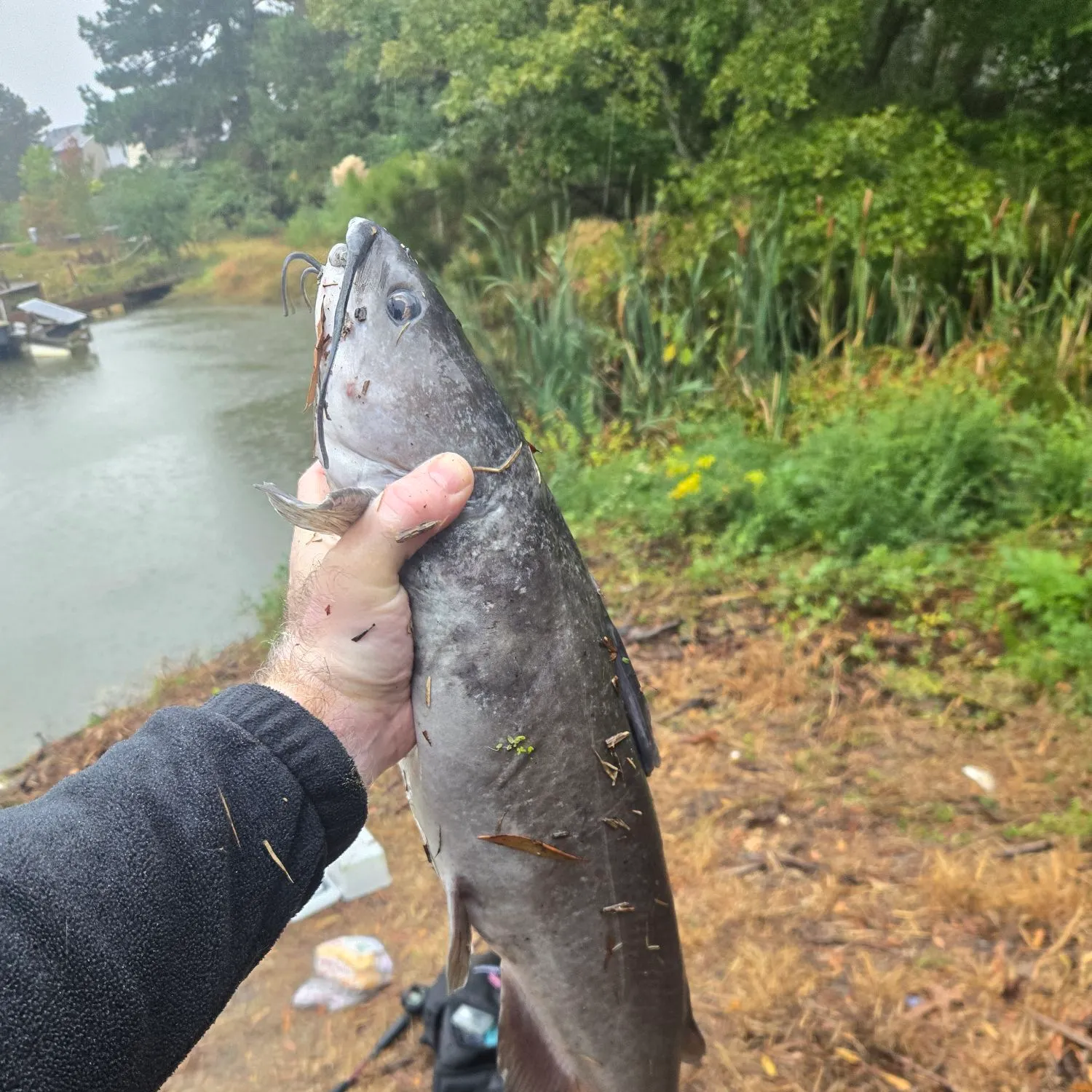 Channel catfish caught on Fishbrain