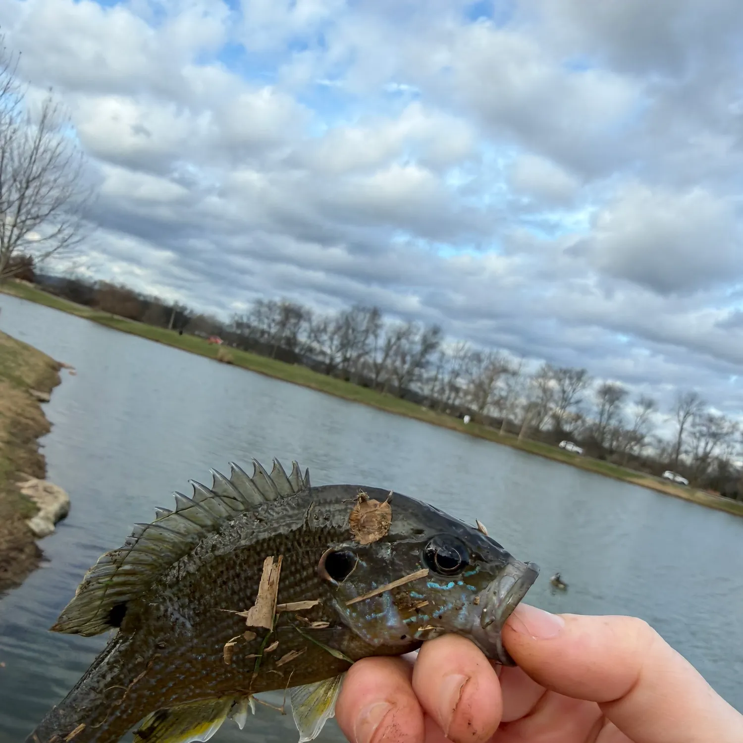 The most recent Green sunfish catches on Fishbrain