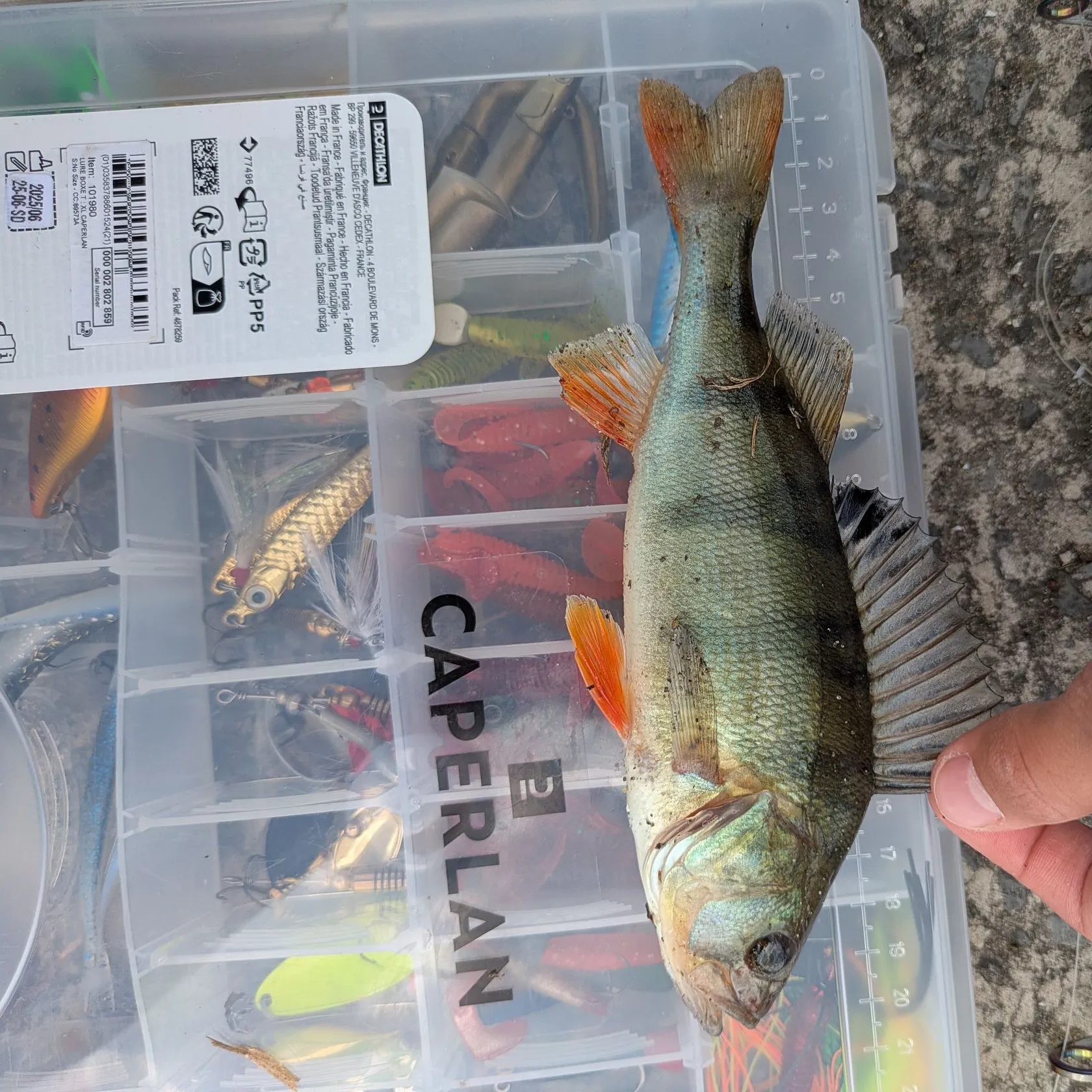 recently logged catches