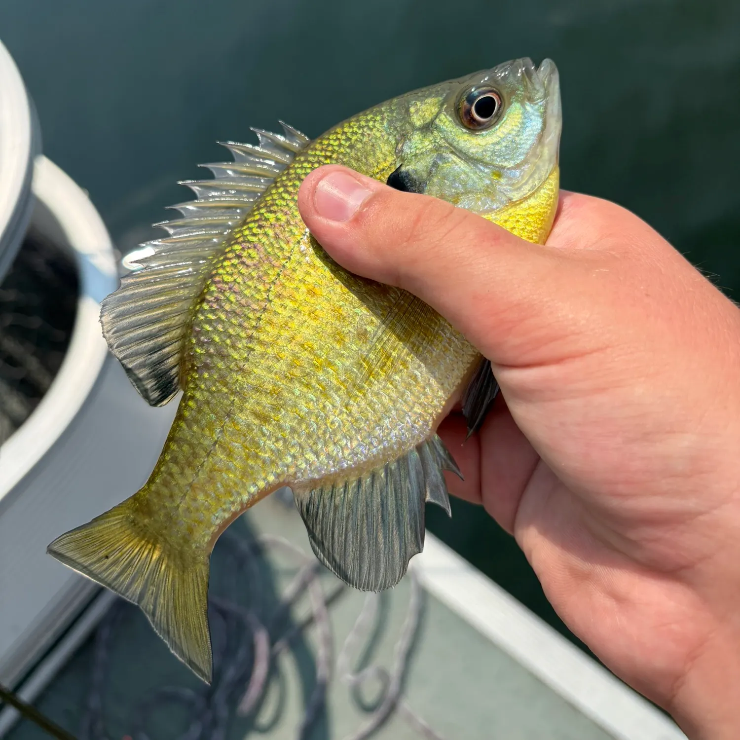 catch