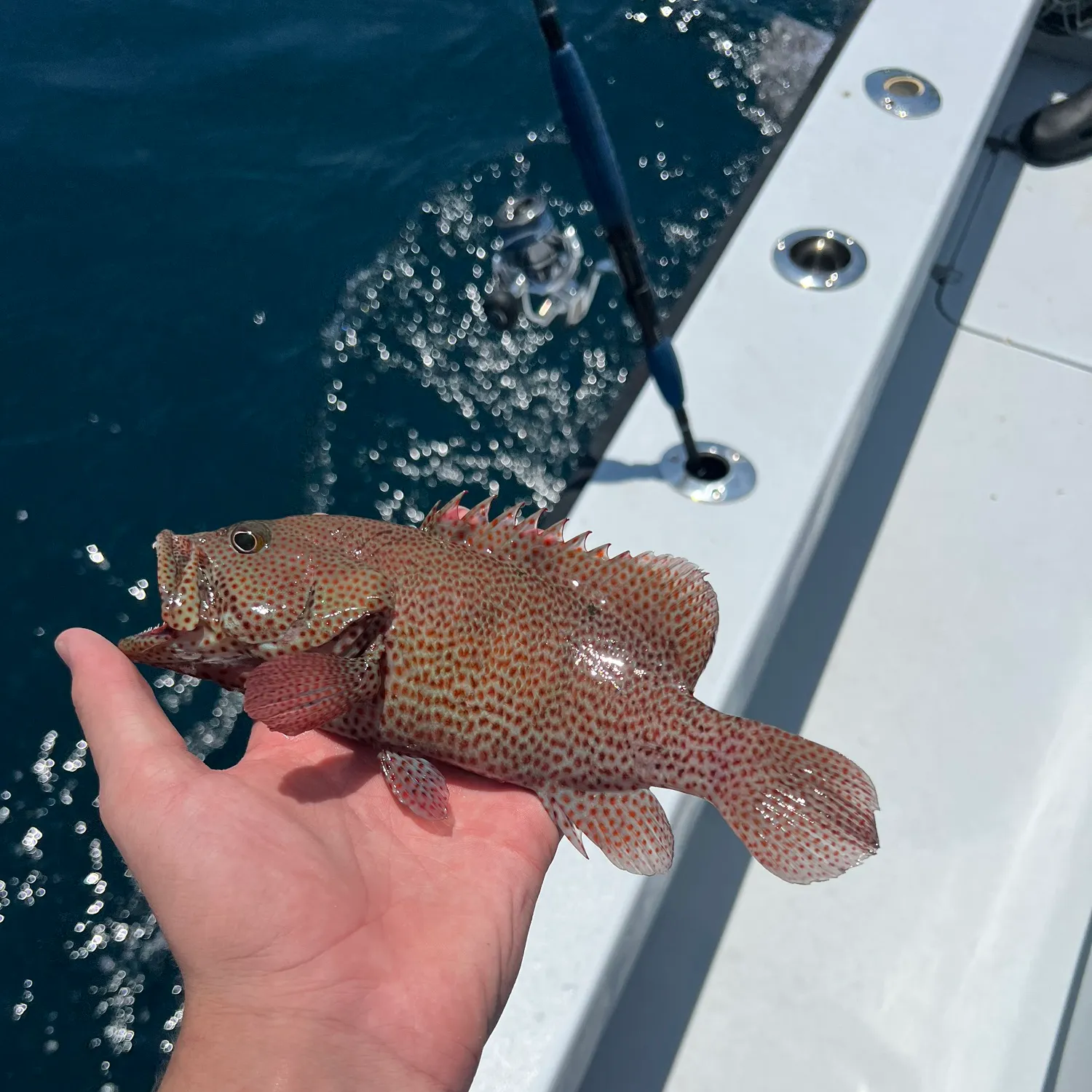 The most recent Spotted coralgrouper catches on Fishbrain
