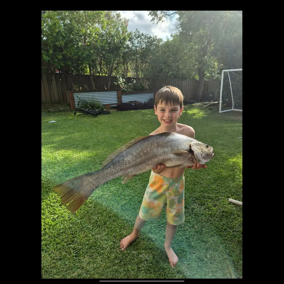 Japanese meagre caught on Fishbrain