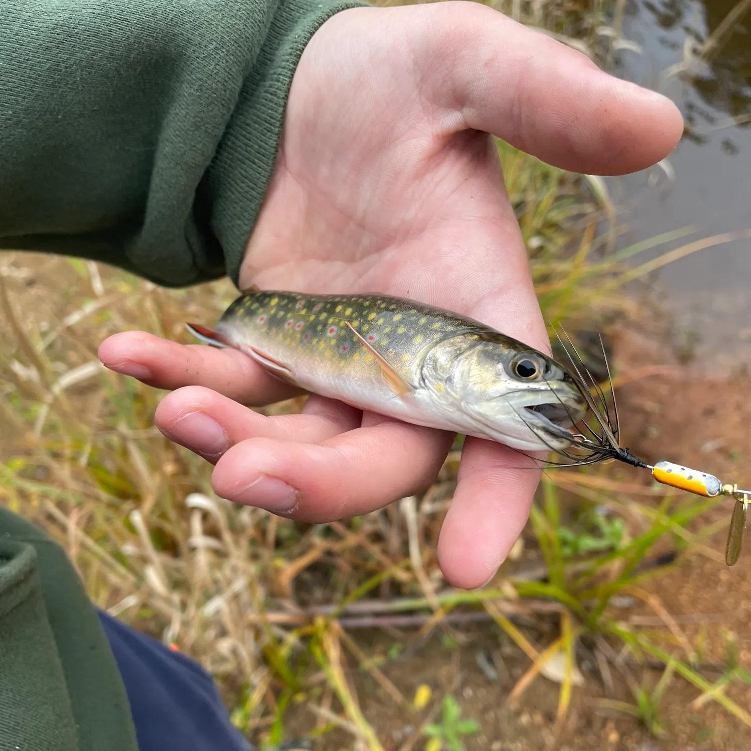 Brook trout caught on Fishbrain