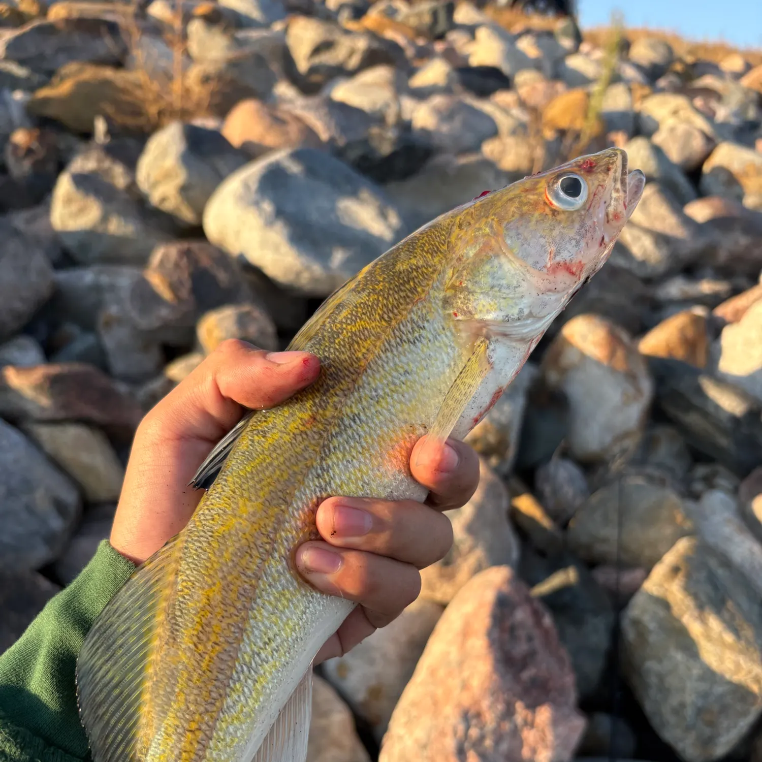 Walleye caught on Fishbrain