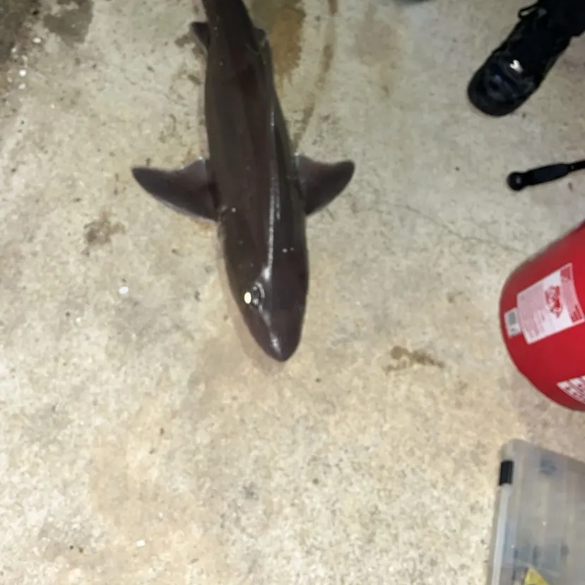 The most recent Dusky smooth-hound catches on Fishbrain