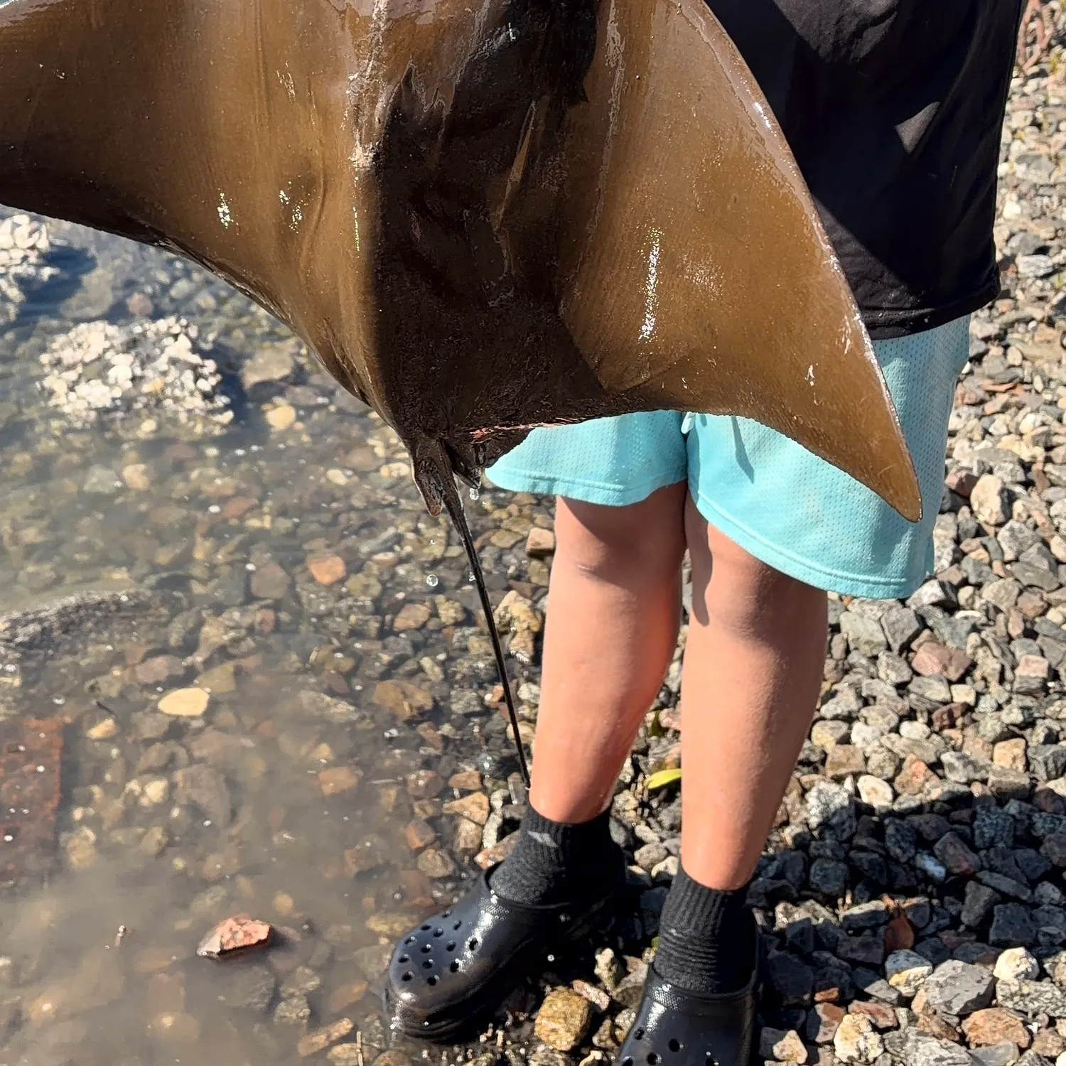 The most recent Cownose Ray catches on Fishbrain