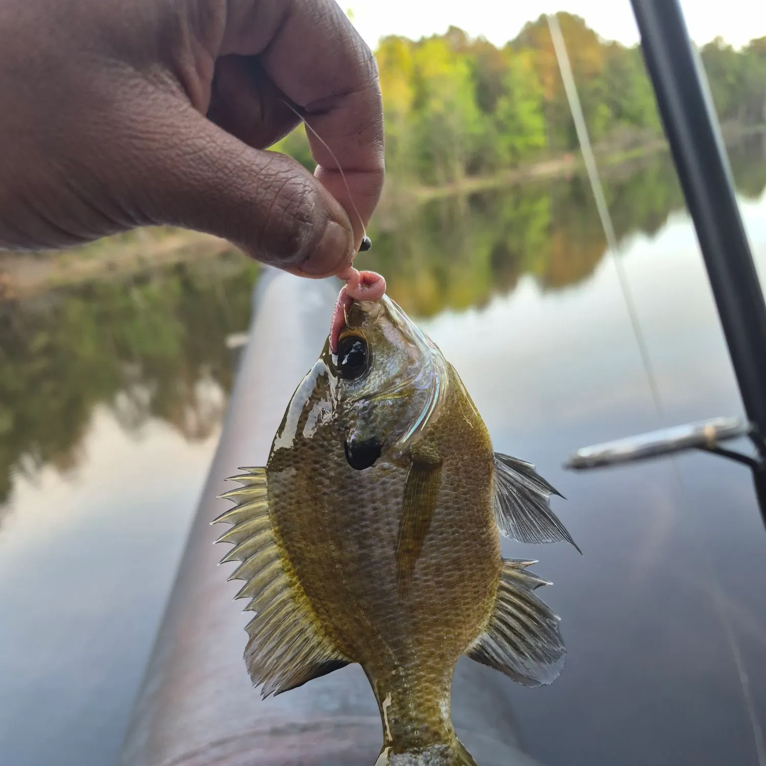 The most recent Coppernose bluegill catches on Fishbrain