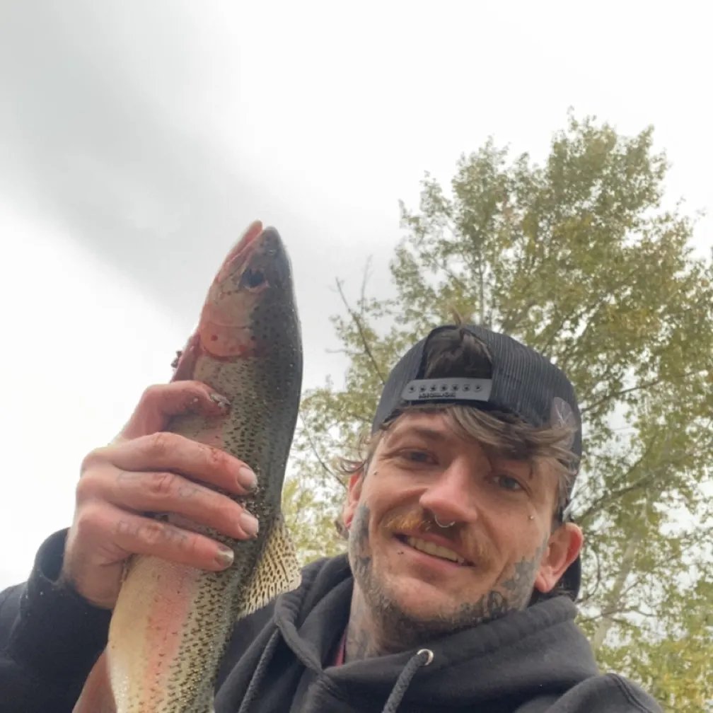 Rainbow trout caught on Fishbrain