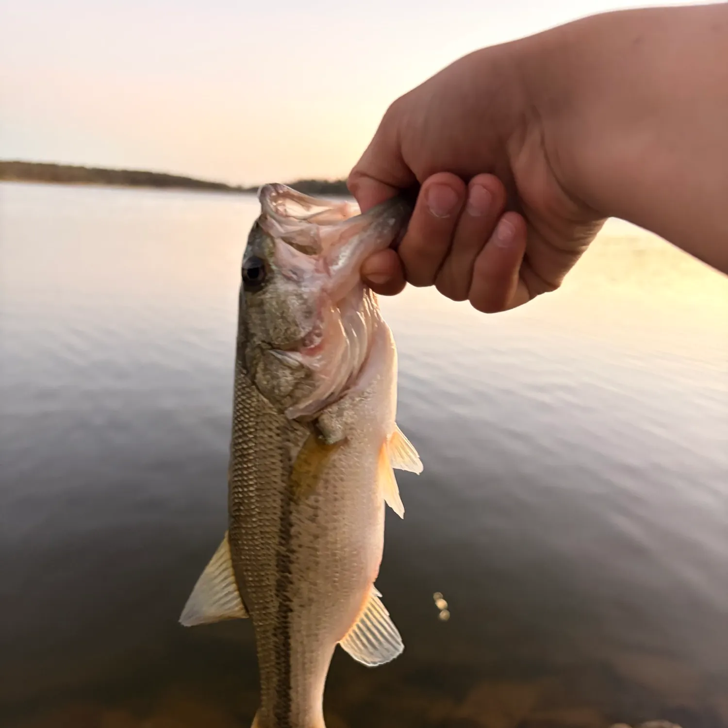 Fish caught on Fishbrain