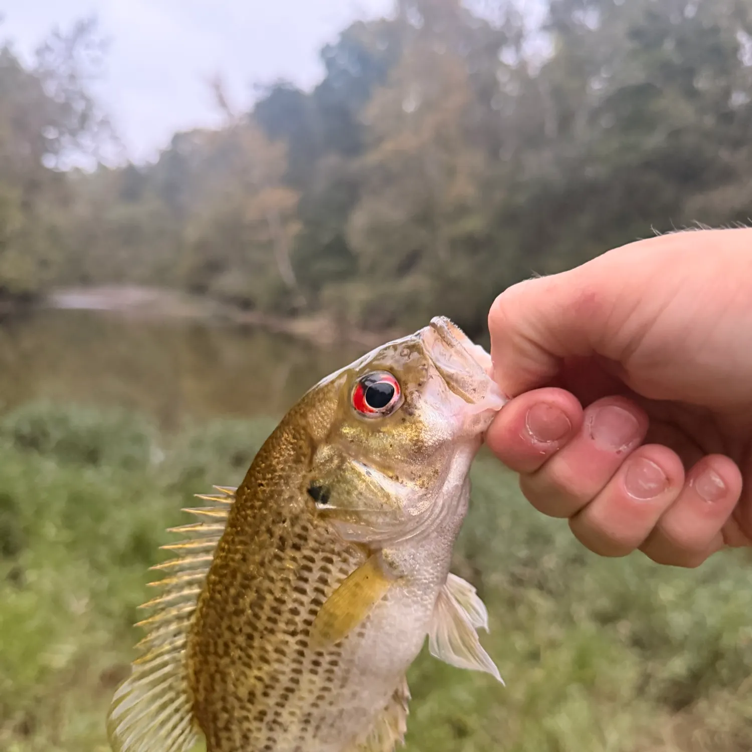 Rock bass caught on Fishbrain