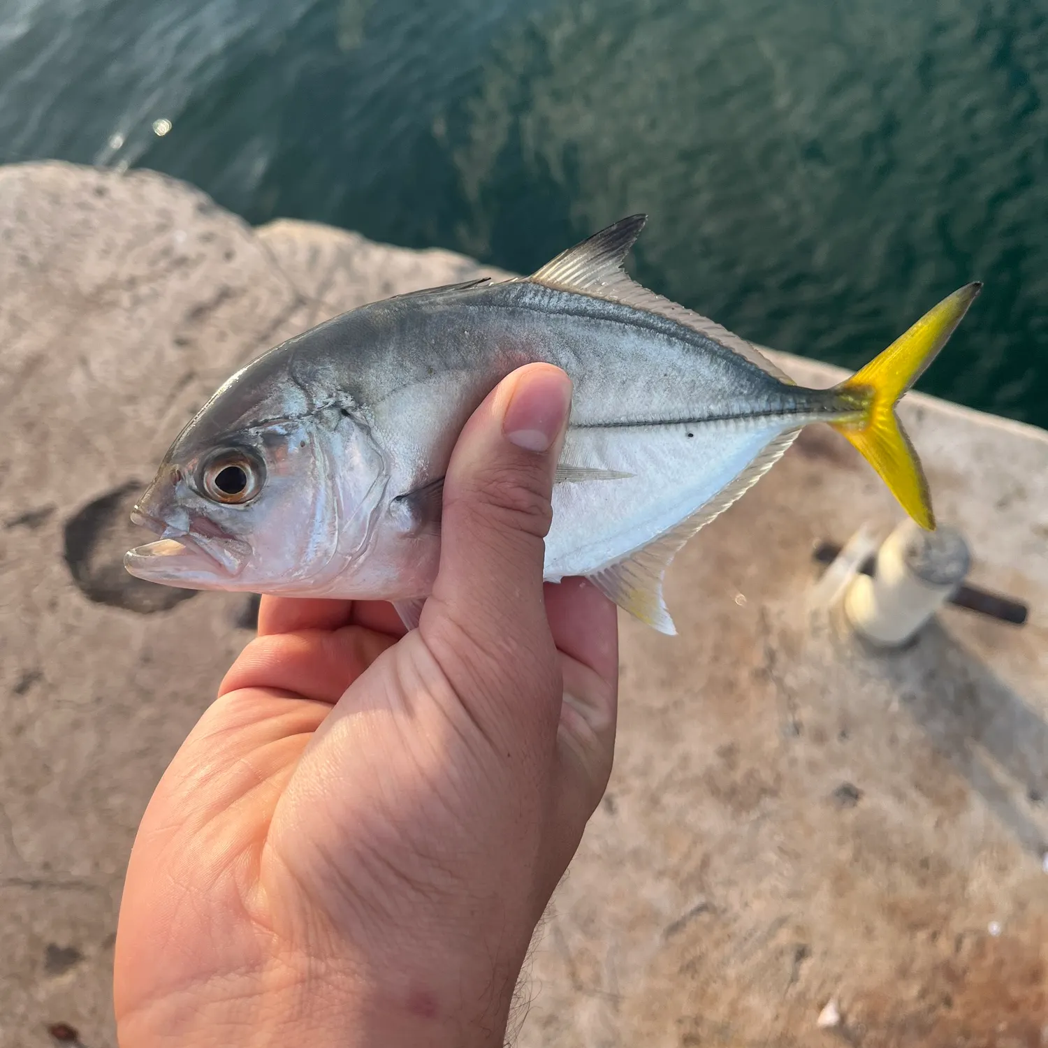 Horse-eye jack caught on Fishbrain