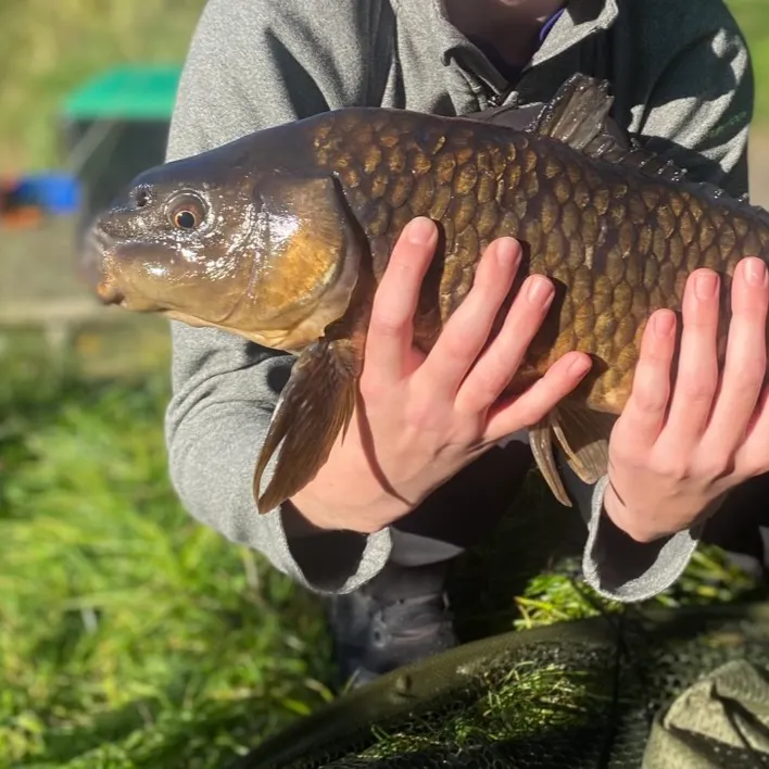 Common carp caught on Fishbrain