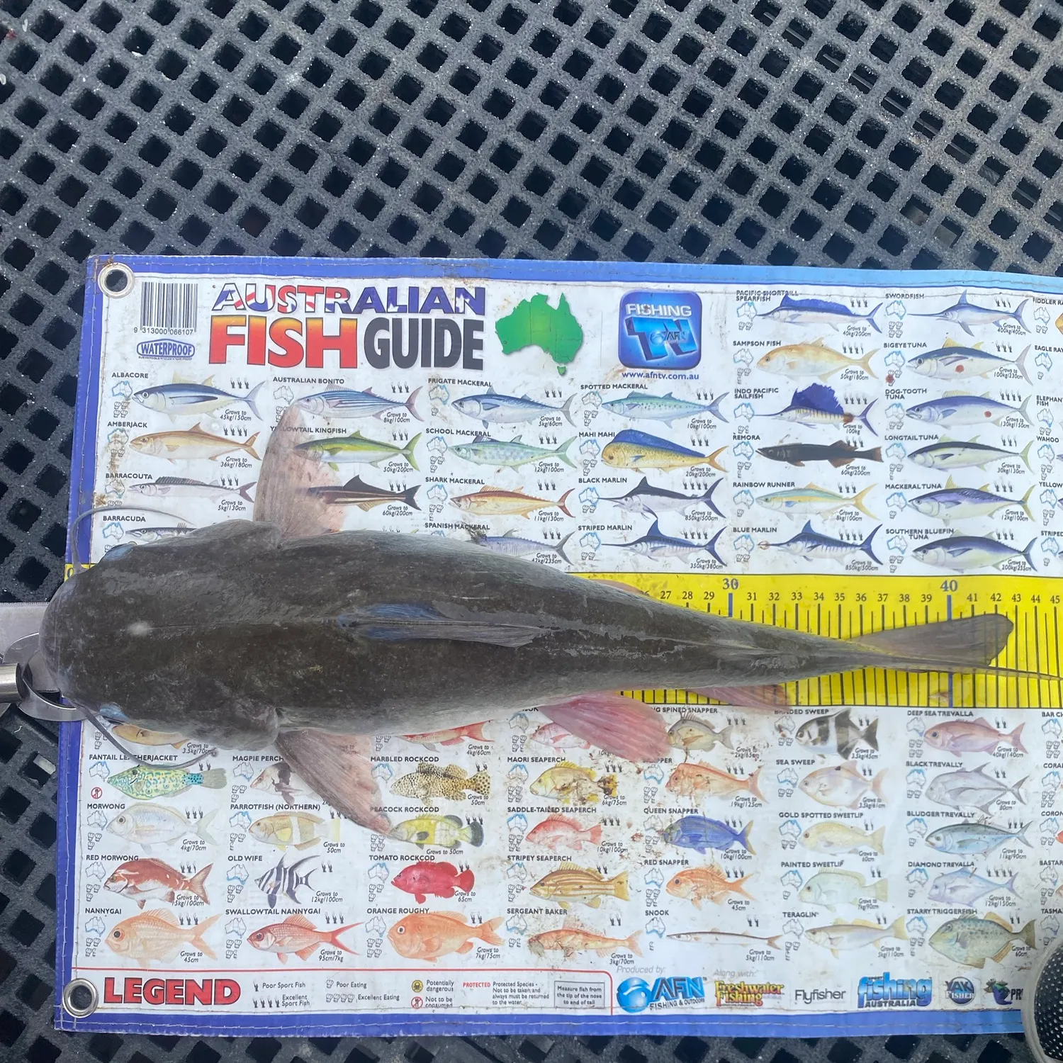 Blue salmon catfish caught on Fishbrain