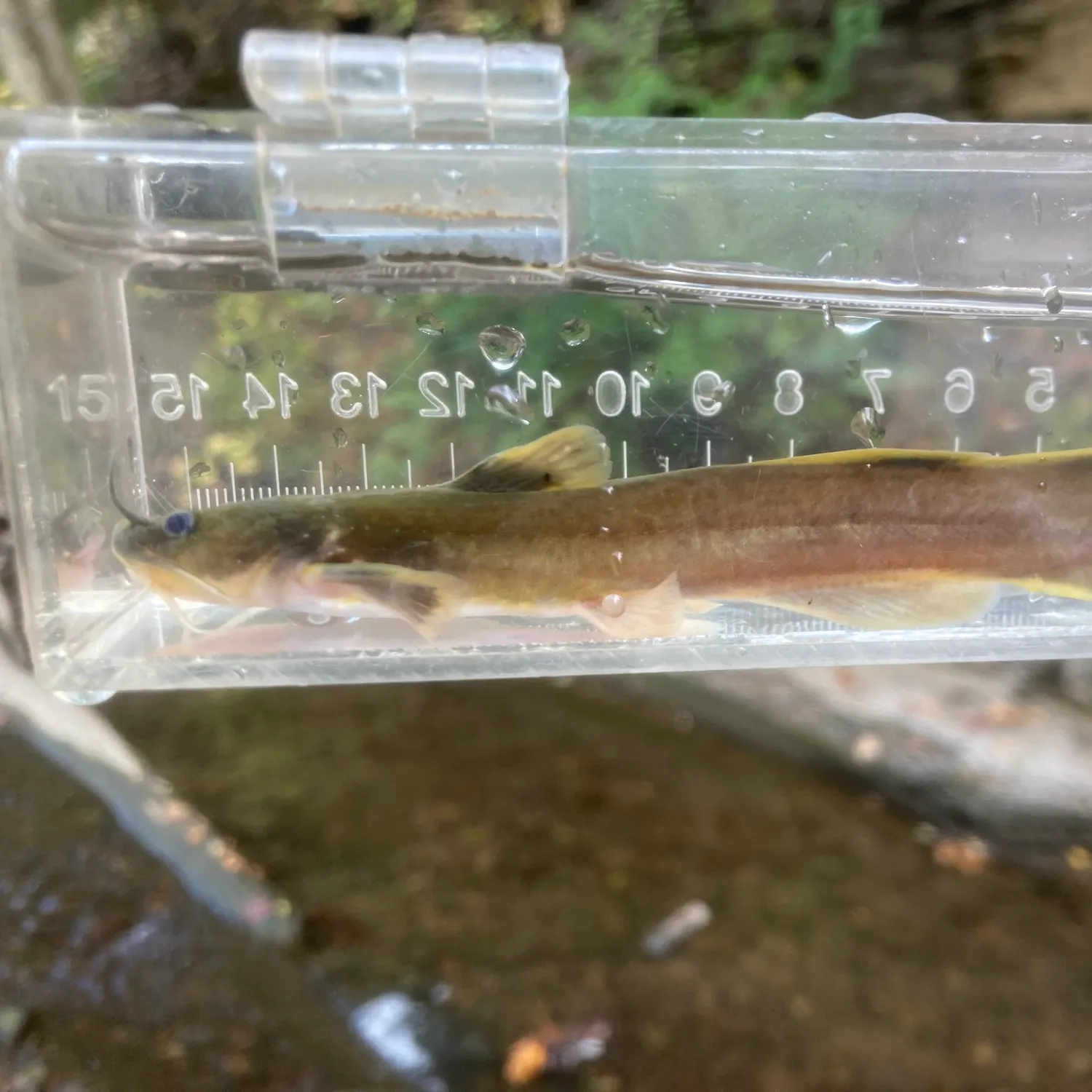 The most recent Stonecat catches on Fishbrain