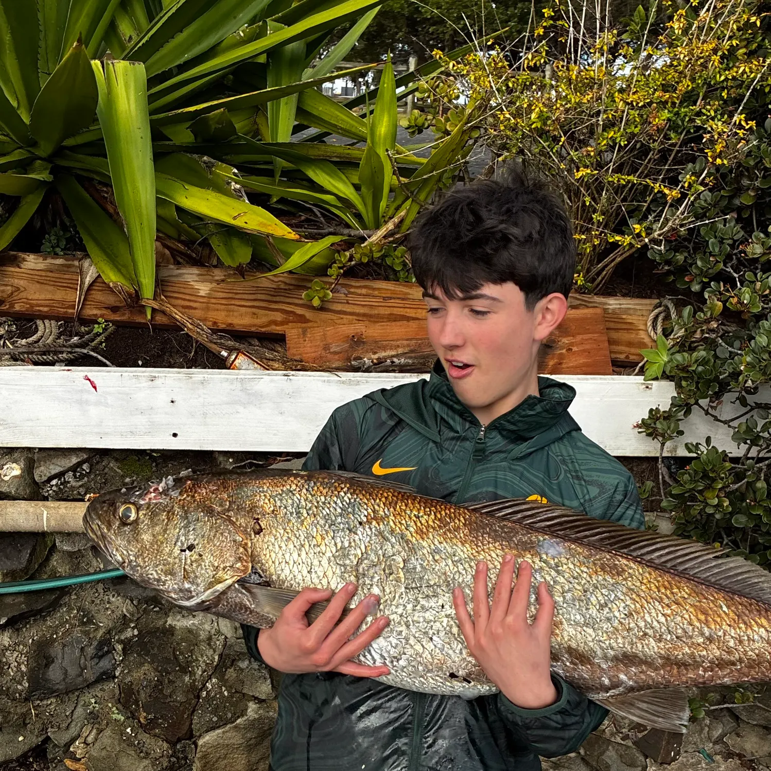 The most recent Japanese meagre catches on Fishbrain