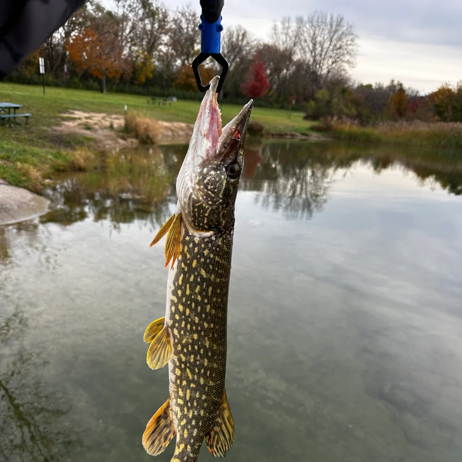 Northern pike caught on Fishbrain