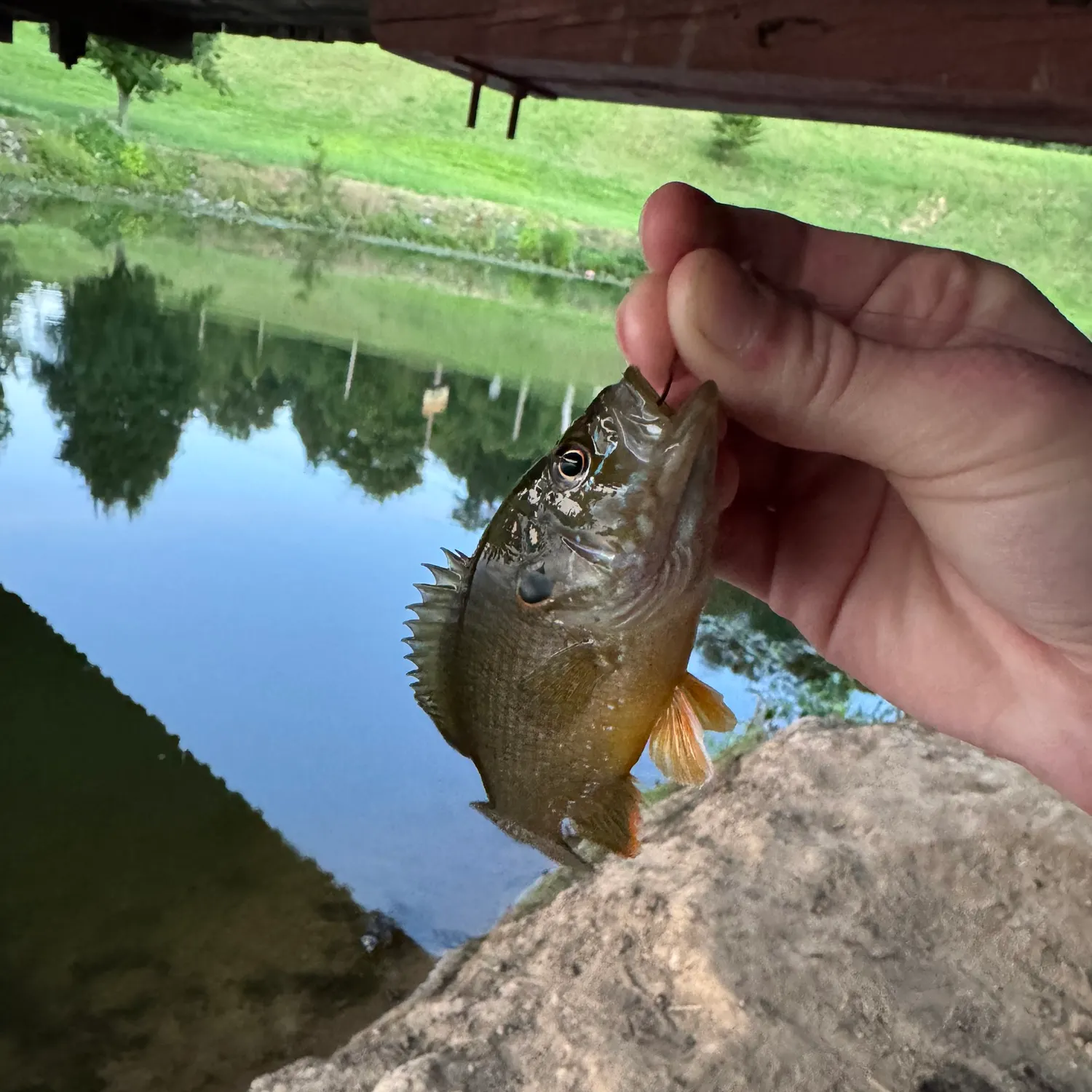 Green sunfish caught on Fishbrain