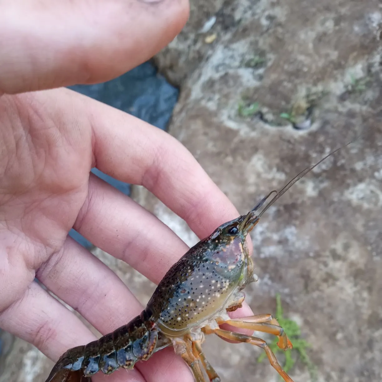 The most recent Red swamp crayfish catches on Fishbrain