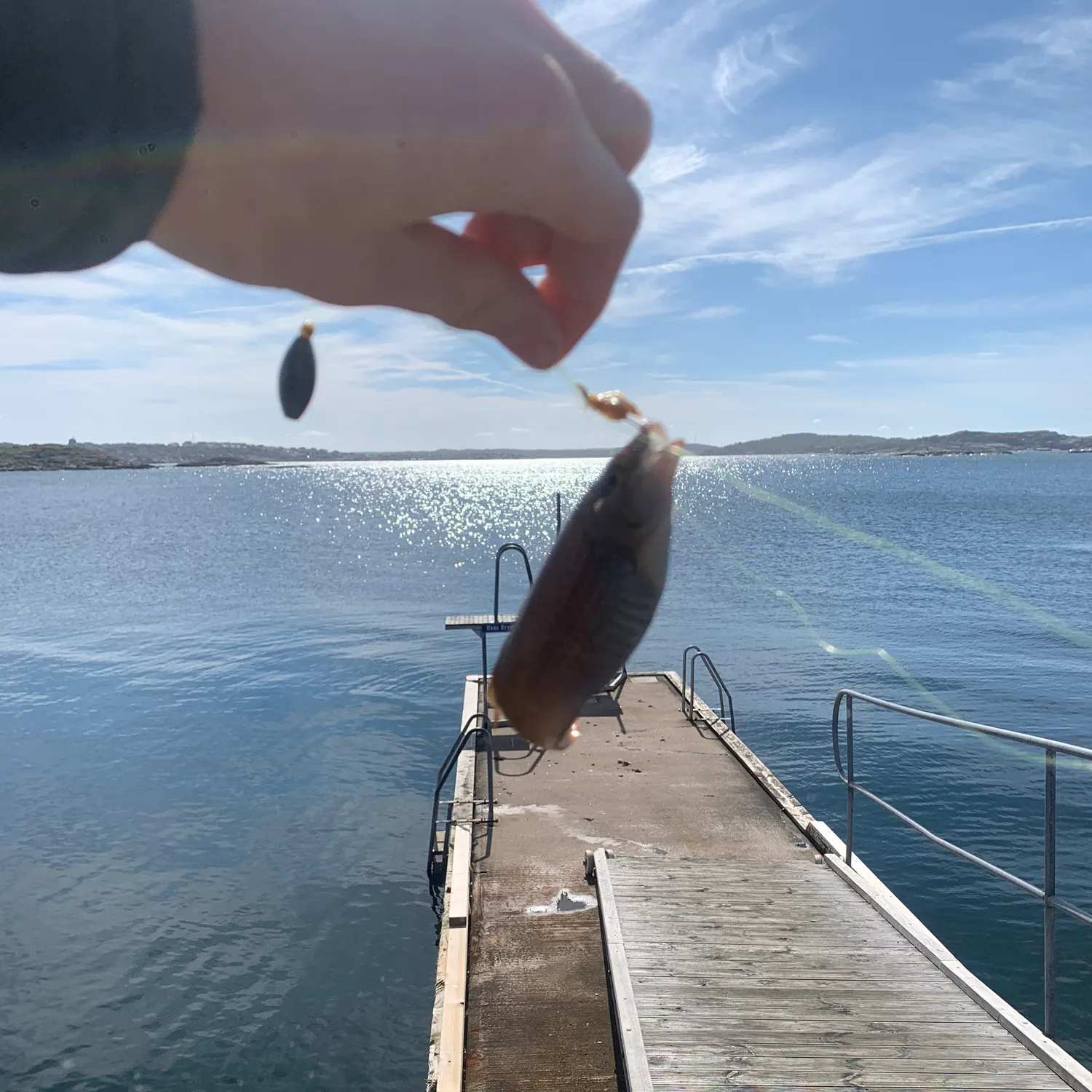 The most recent Goldsinny-wrasse catches on Fishbrain