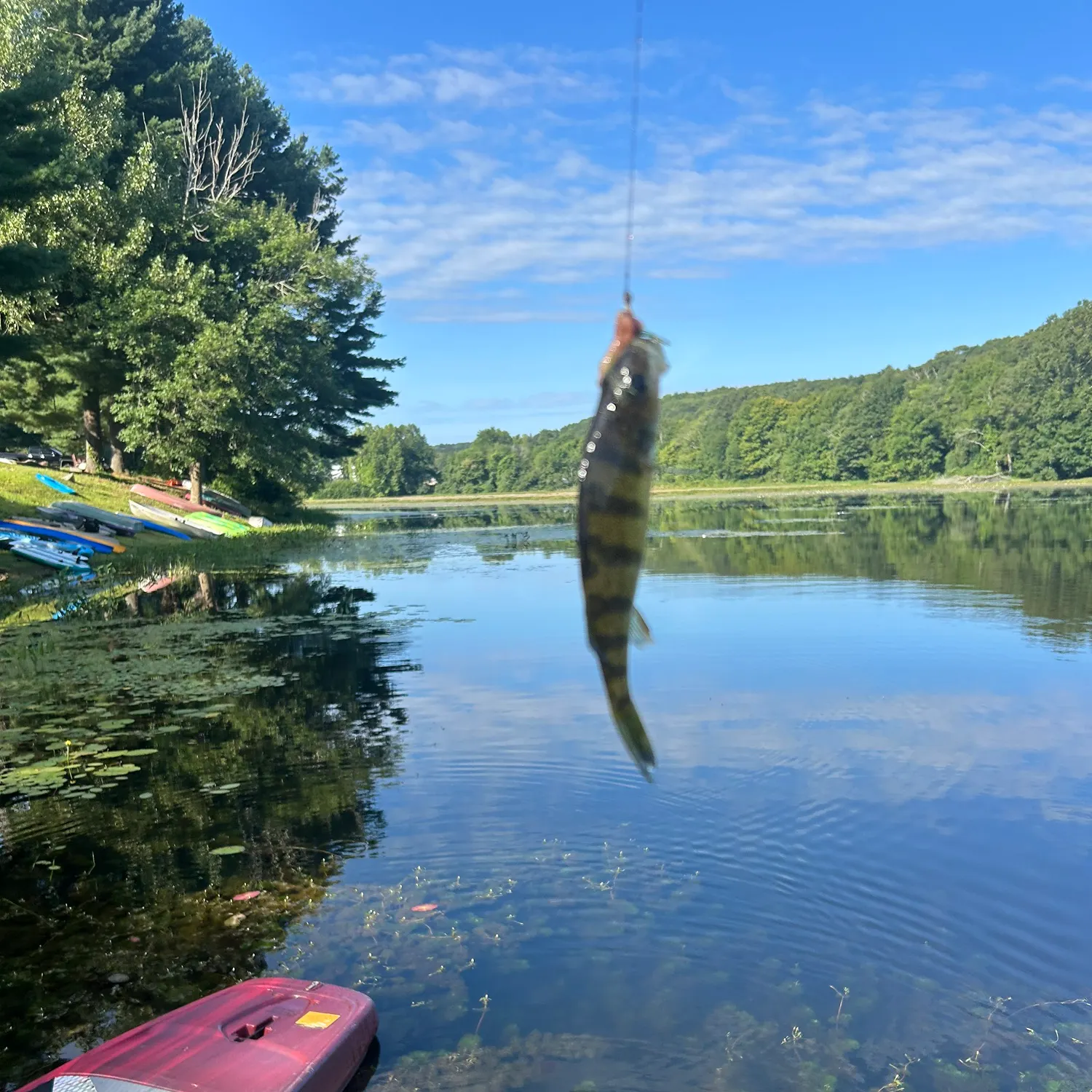 Yellow perch caught on Fishbrain