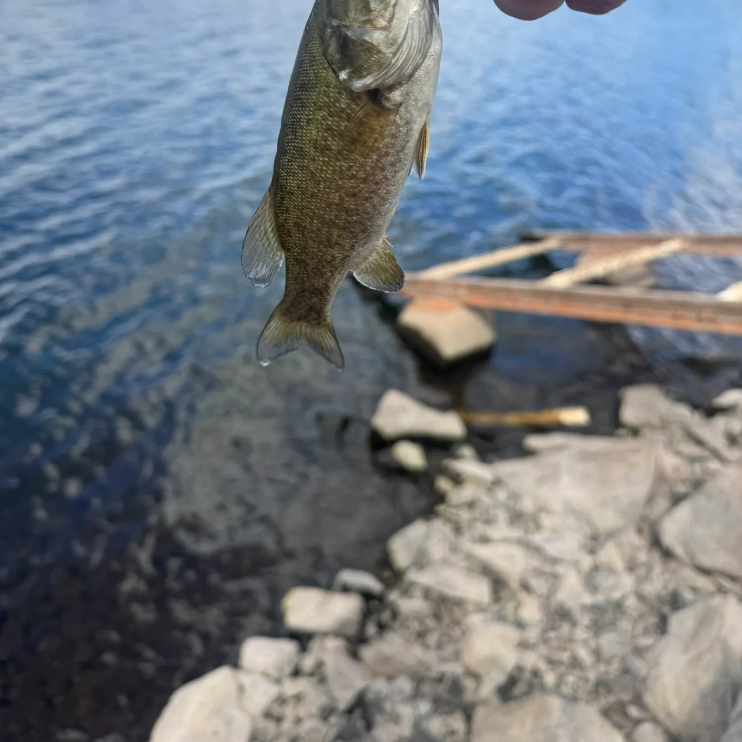Smallmouth bass caught on Fishbrain