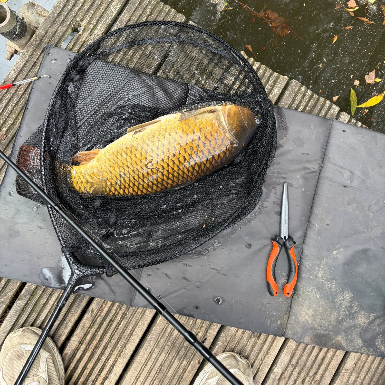 Common carp caught on Fishbrain