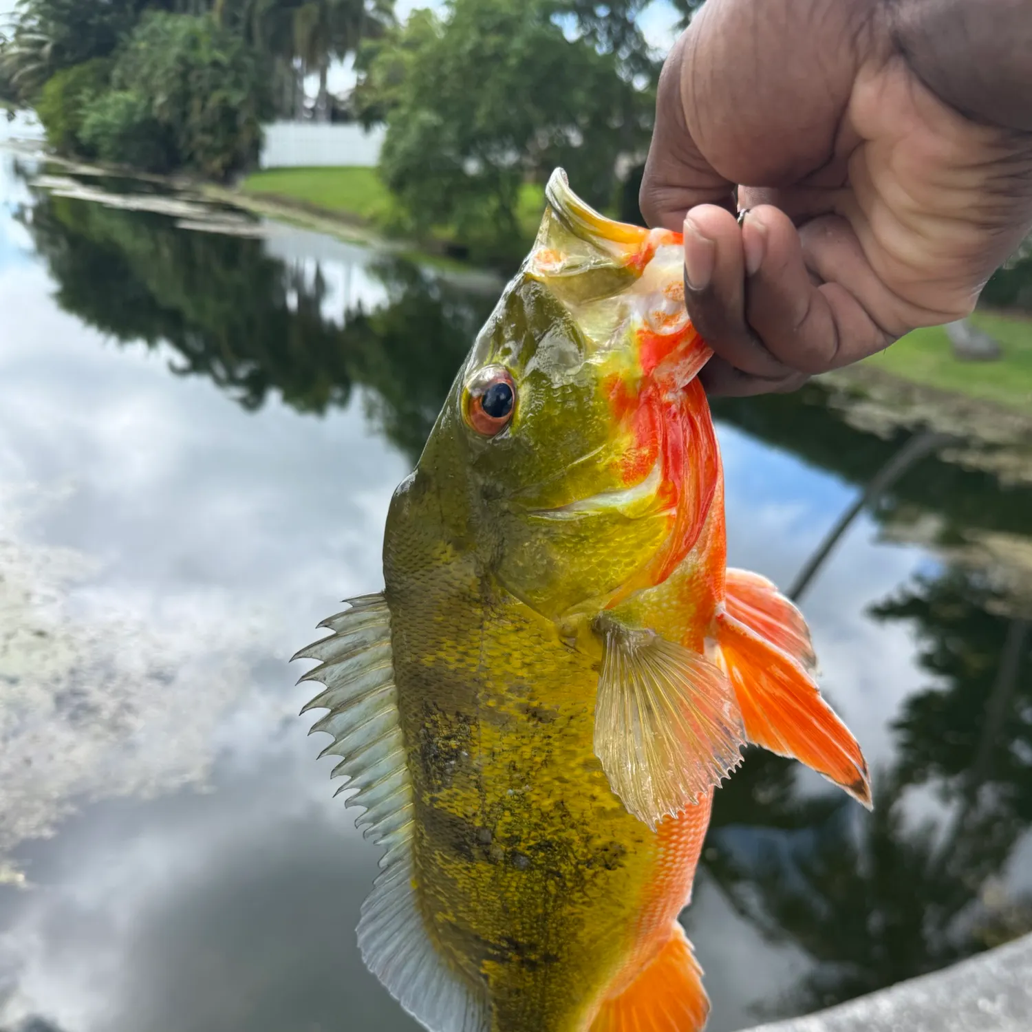Butterfly peacock bass caught on Fishbrain