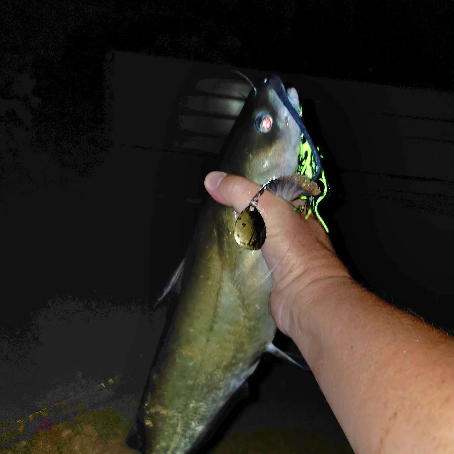 Channel catfish caught on Fishbrain
