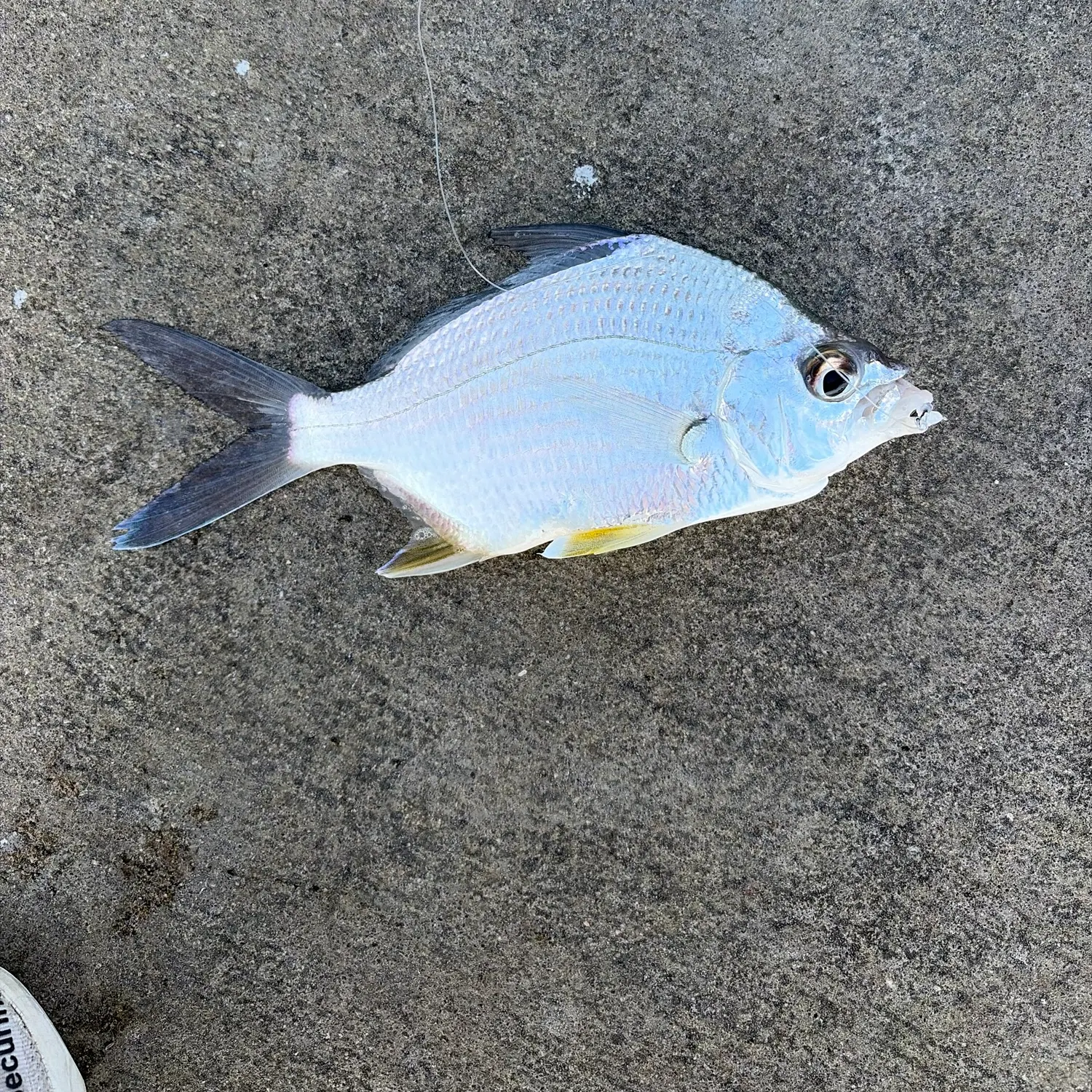The most recent White seaperch catches on Fishbrain