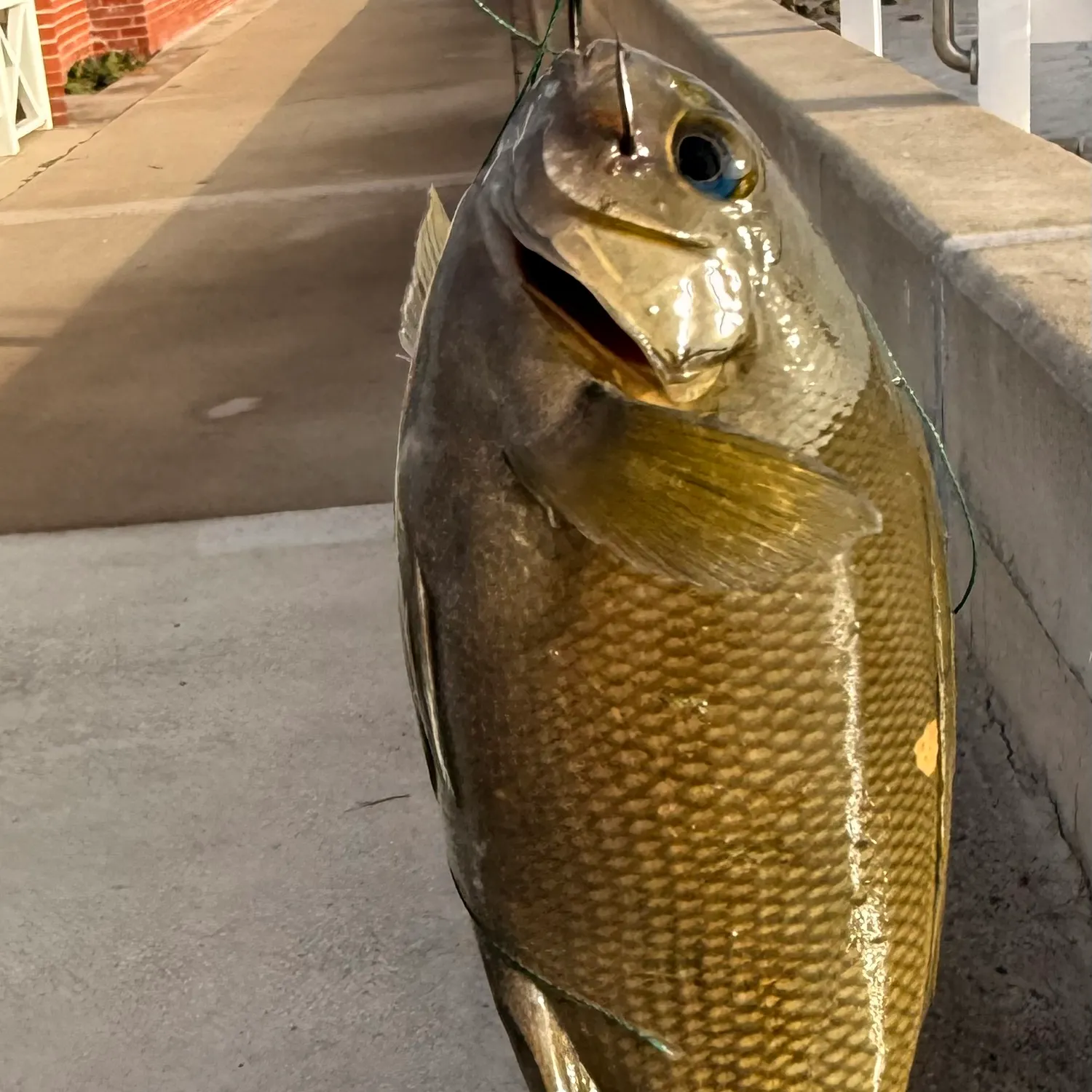 Opaleye caught on Fishbrain